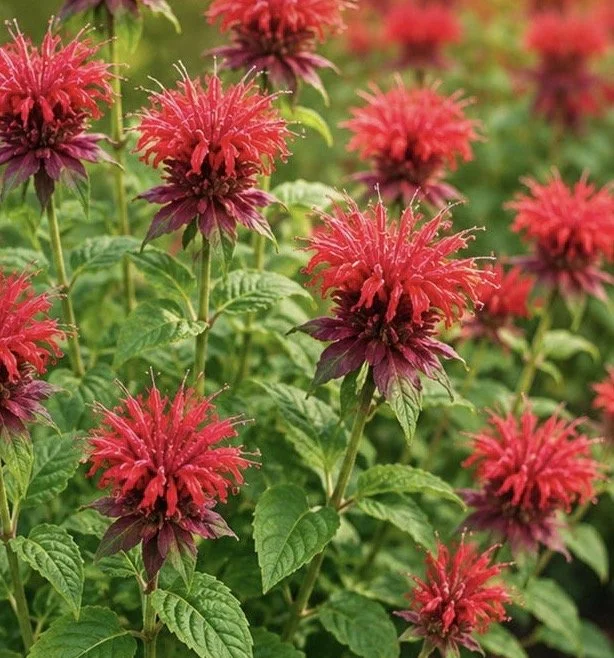Firestar Bee Balm.jpg