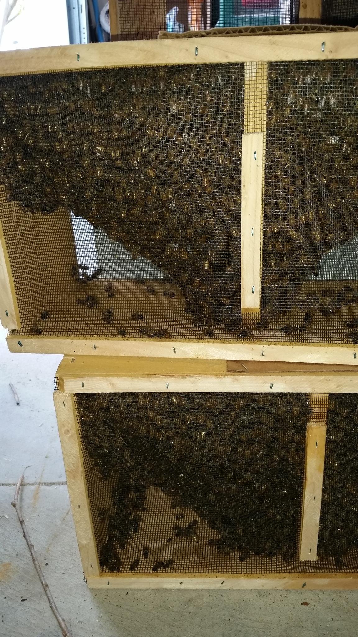 LIVE BEE packages -- 3 or 4lb sizing