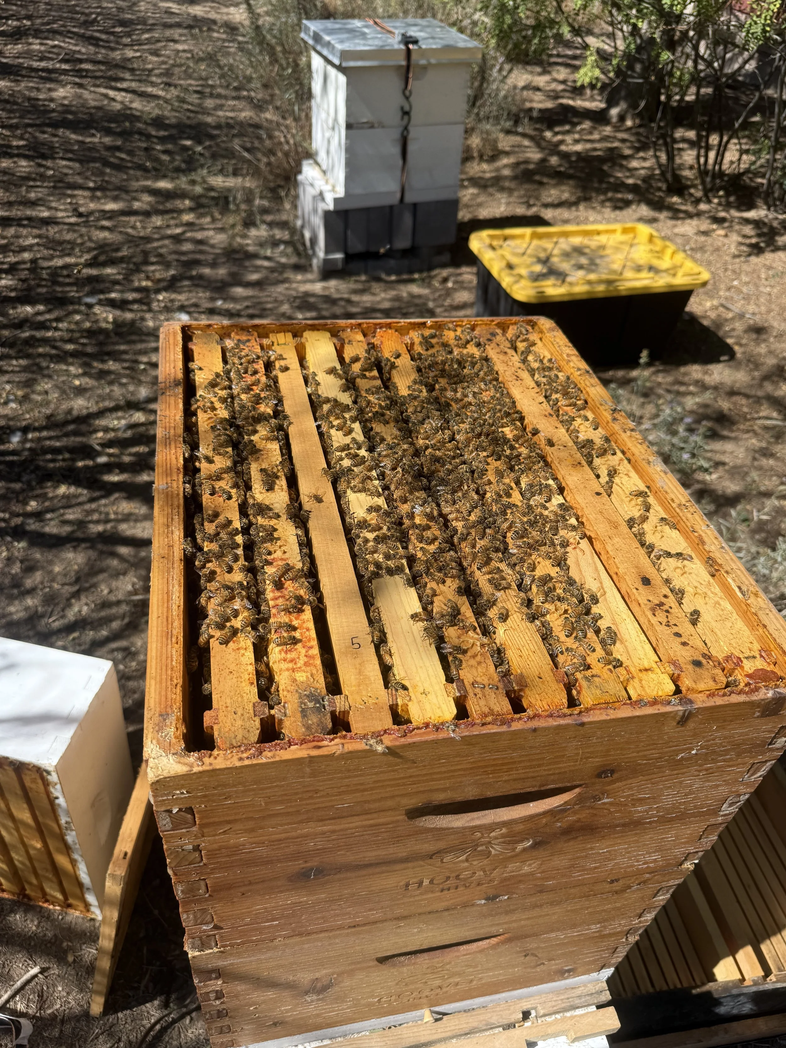 2 Day Beginning Beekeeping PAID Class