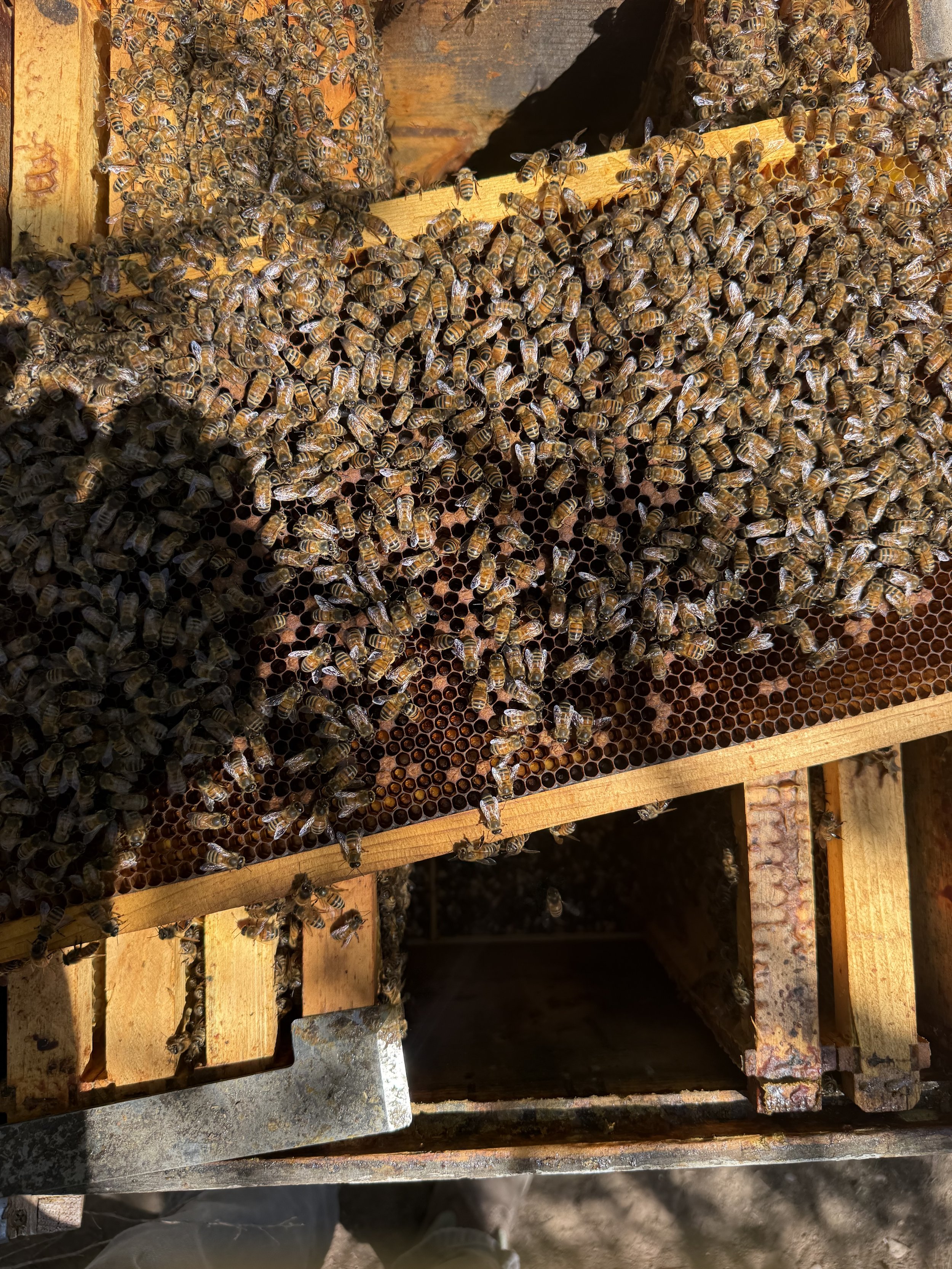 FREE Open Apiary Class