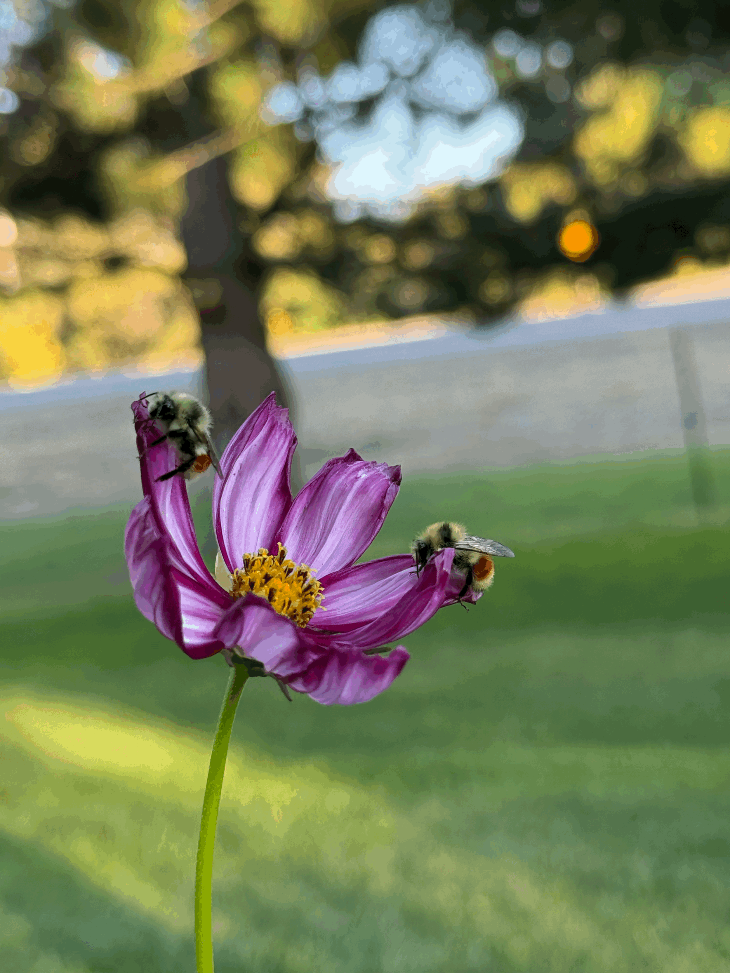 Pollinator Plant Sale