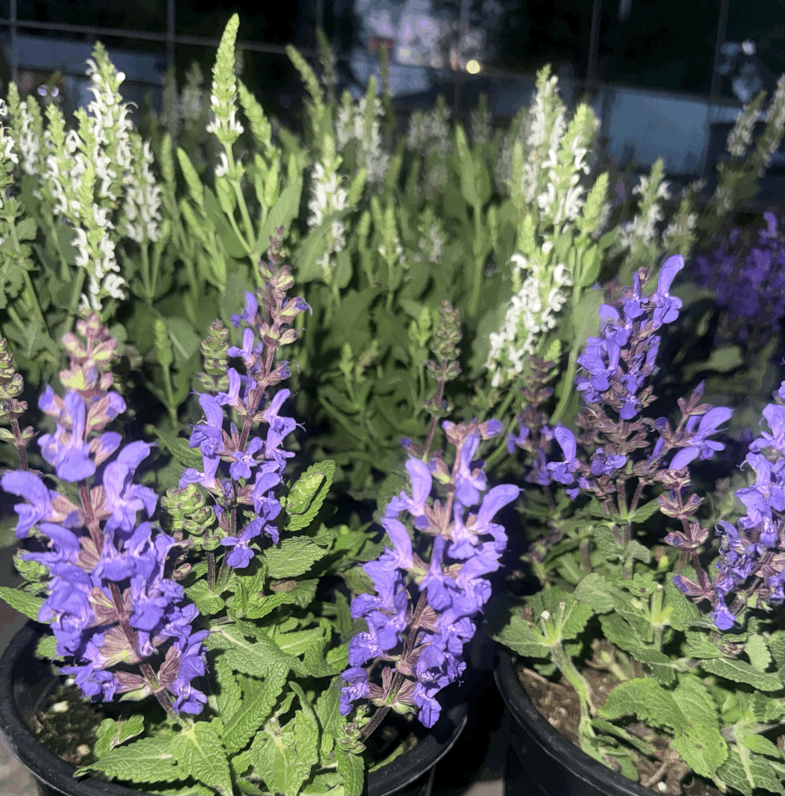 Salvia: White Available Only