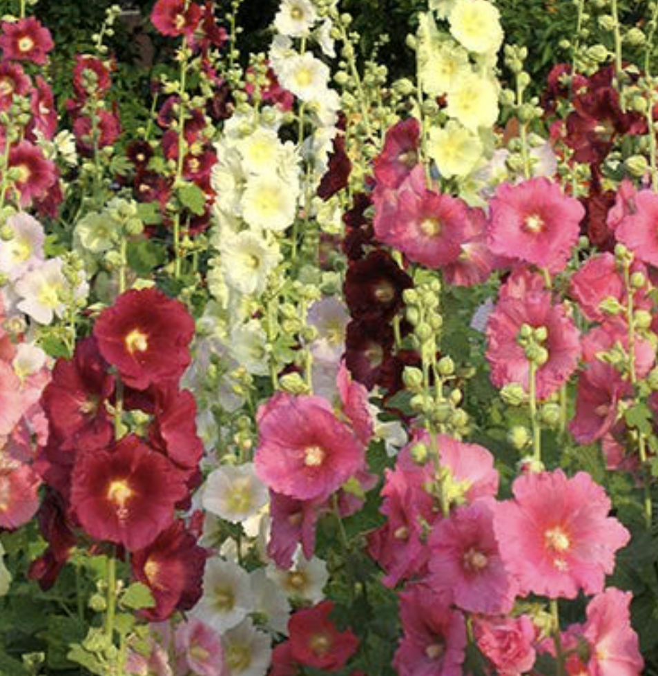 Hollyhock Seeds, Alcea rosea  American Meadows.png