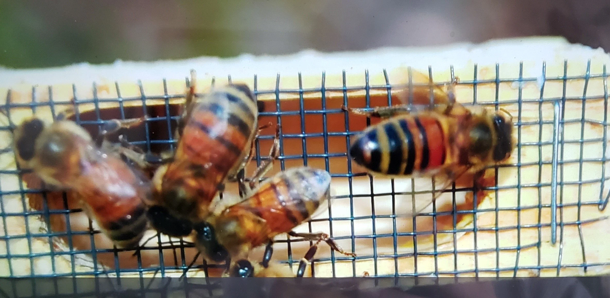 queen cage 20230423_153634.jpg