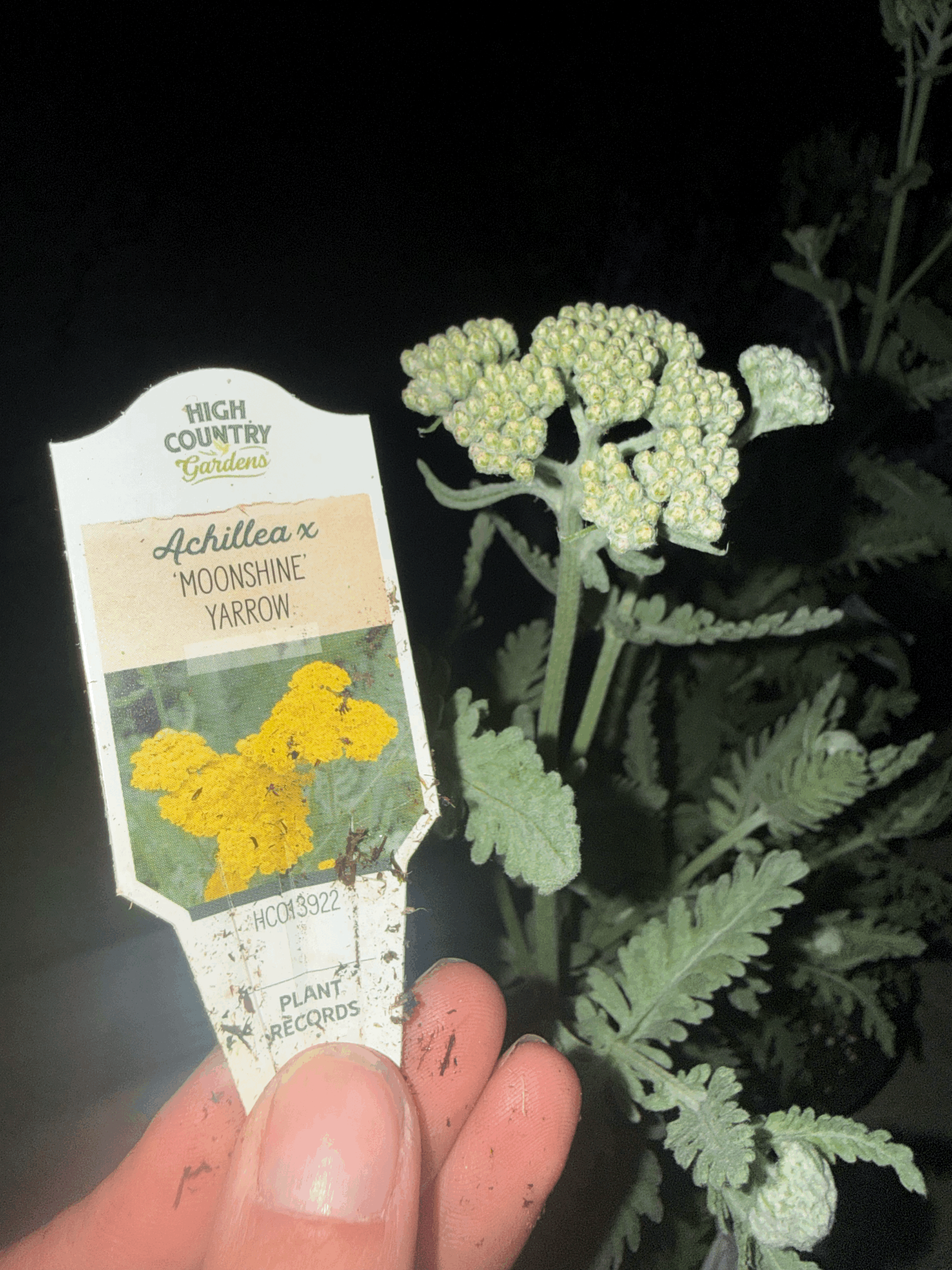 Moonshine Yarrow