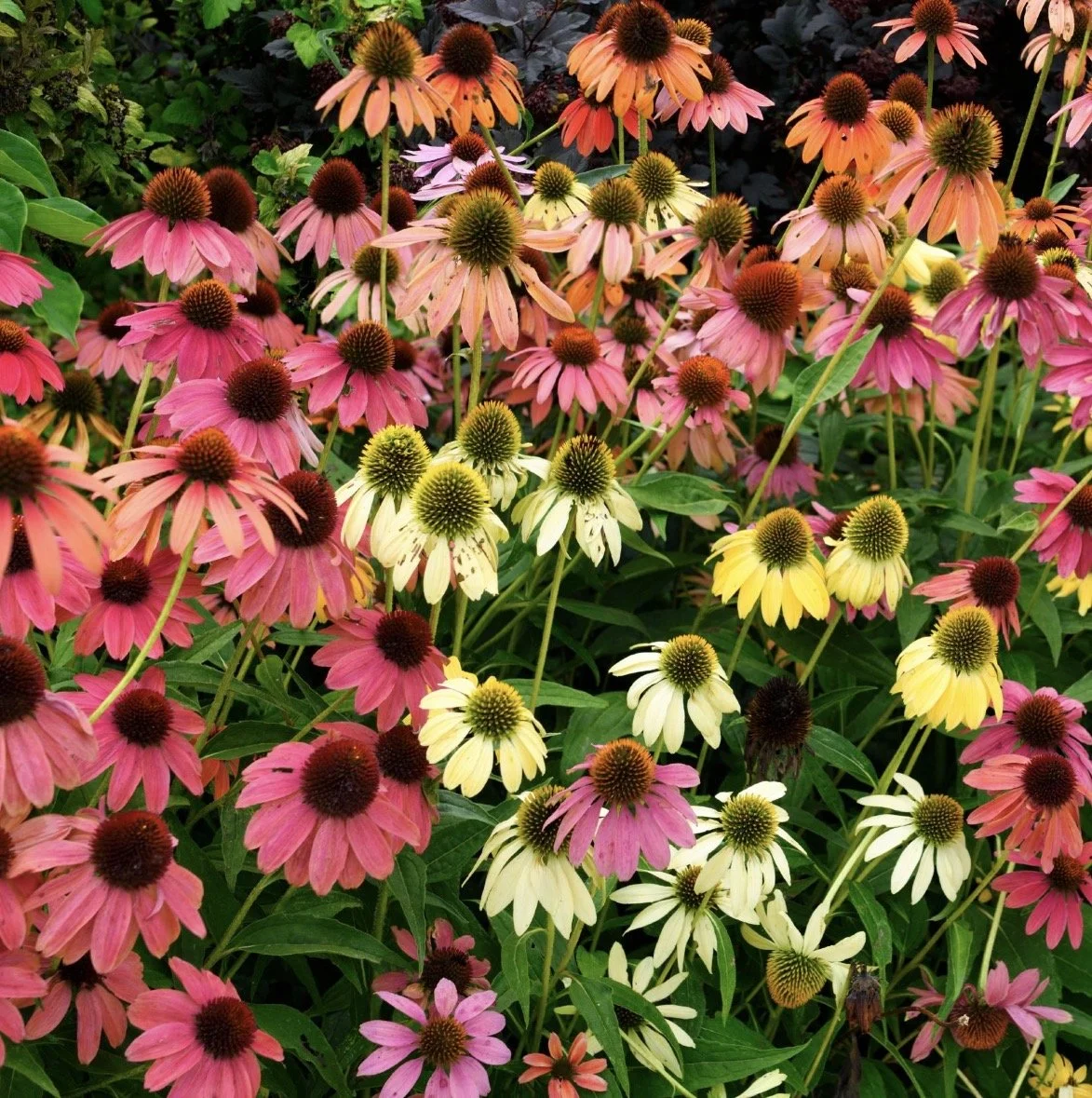 Echinacea.jpg