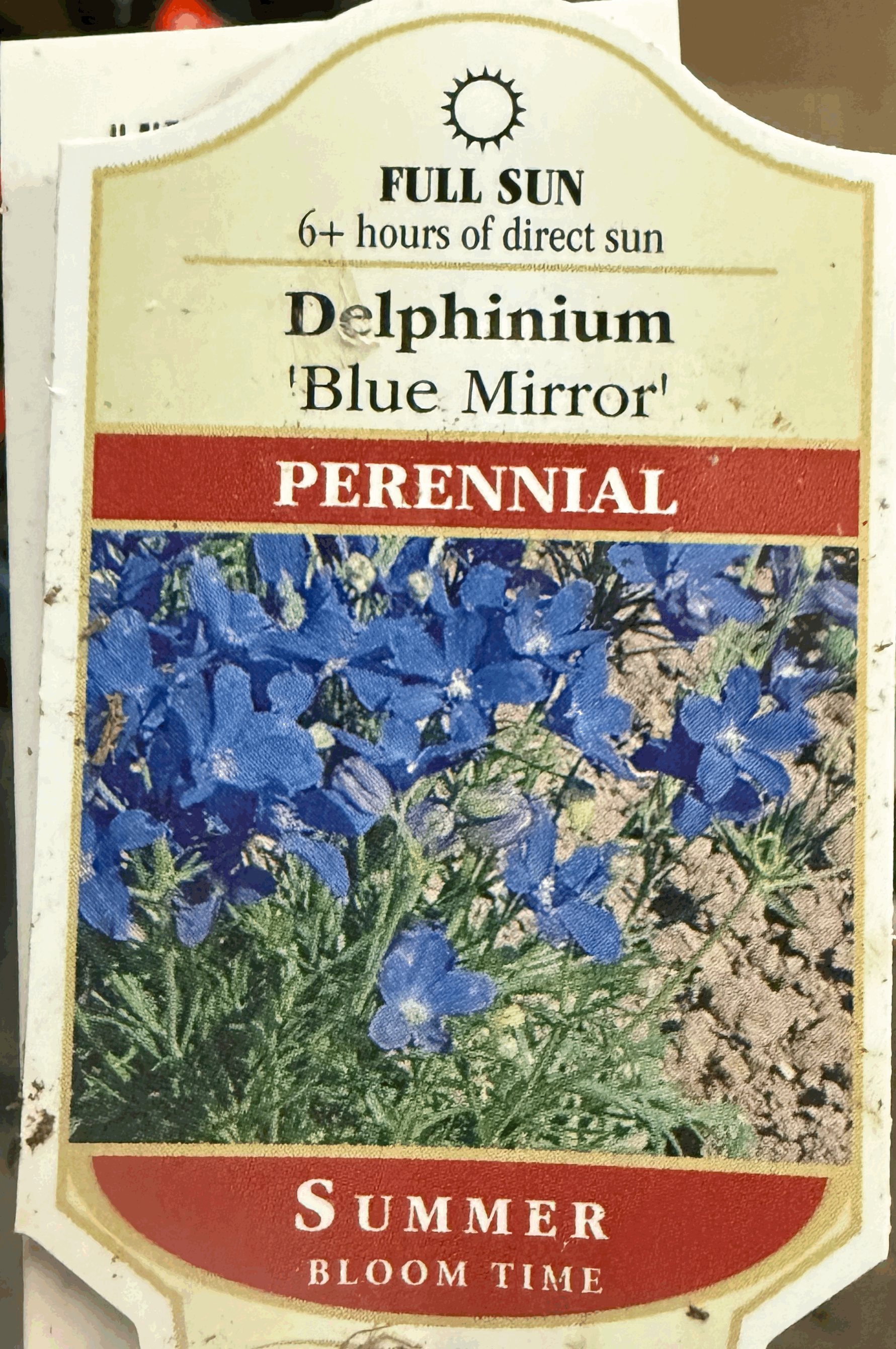 Blue Mirror Delphinium/Larkspur