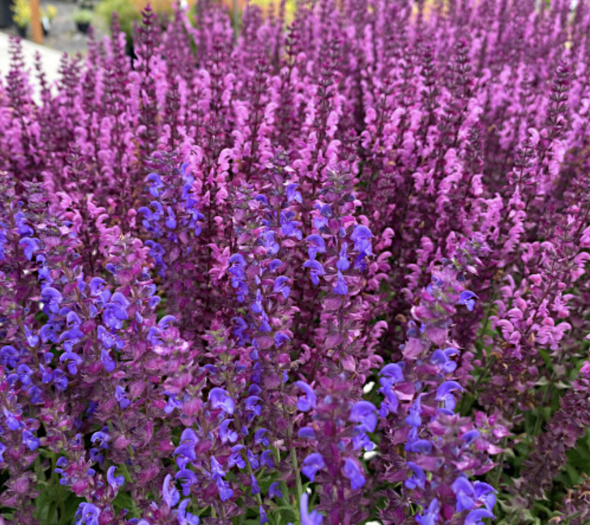 pink and blue salvia - Google Search.png