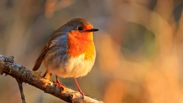 A small bird with an orange chest perched on a tree branch.