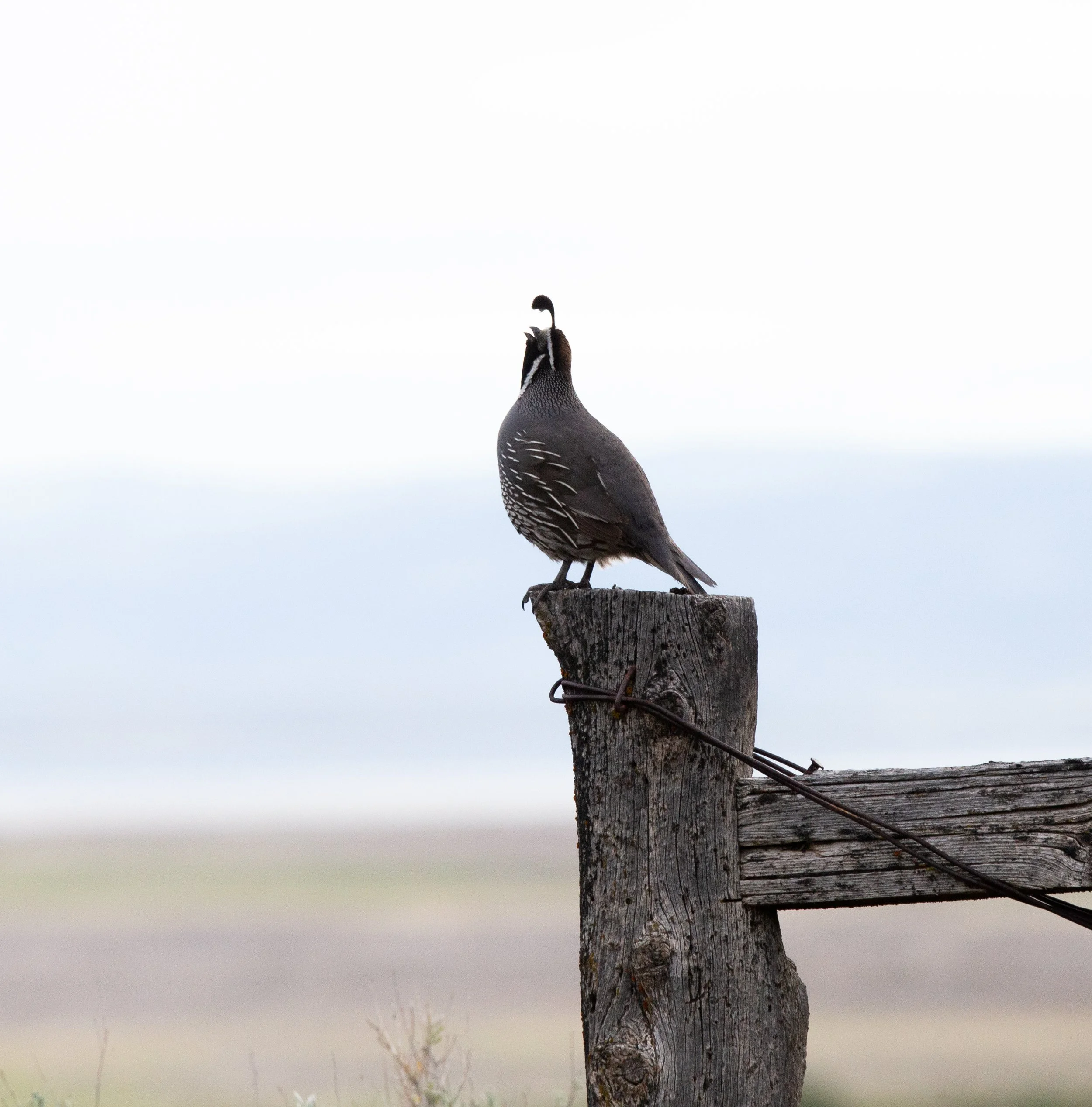 A bird perched on a weathered wooden post.