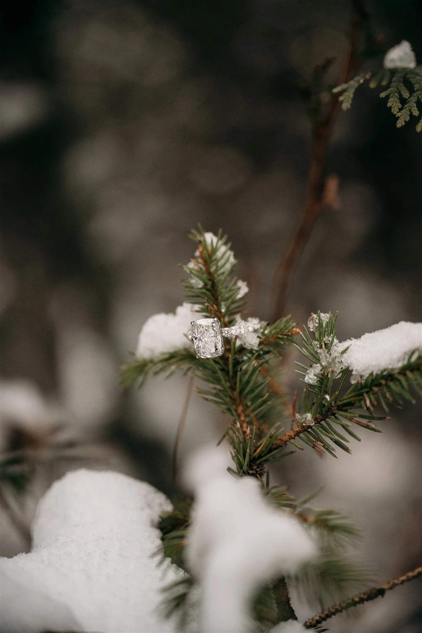 Glacier National Park, Montana surprise proposal photographer Alex Gale Photography