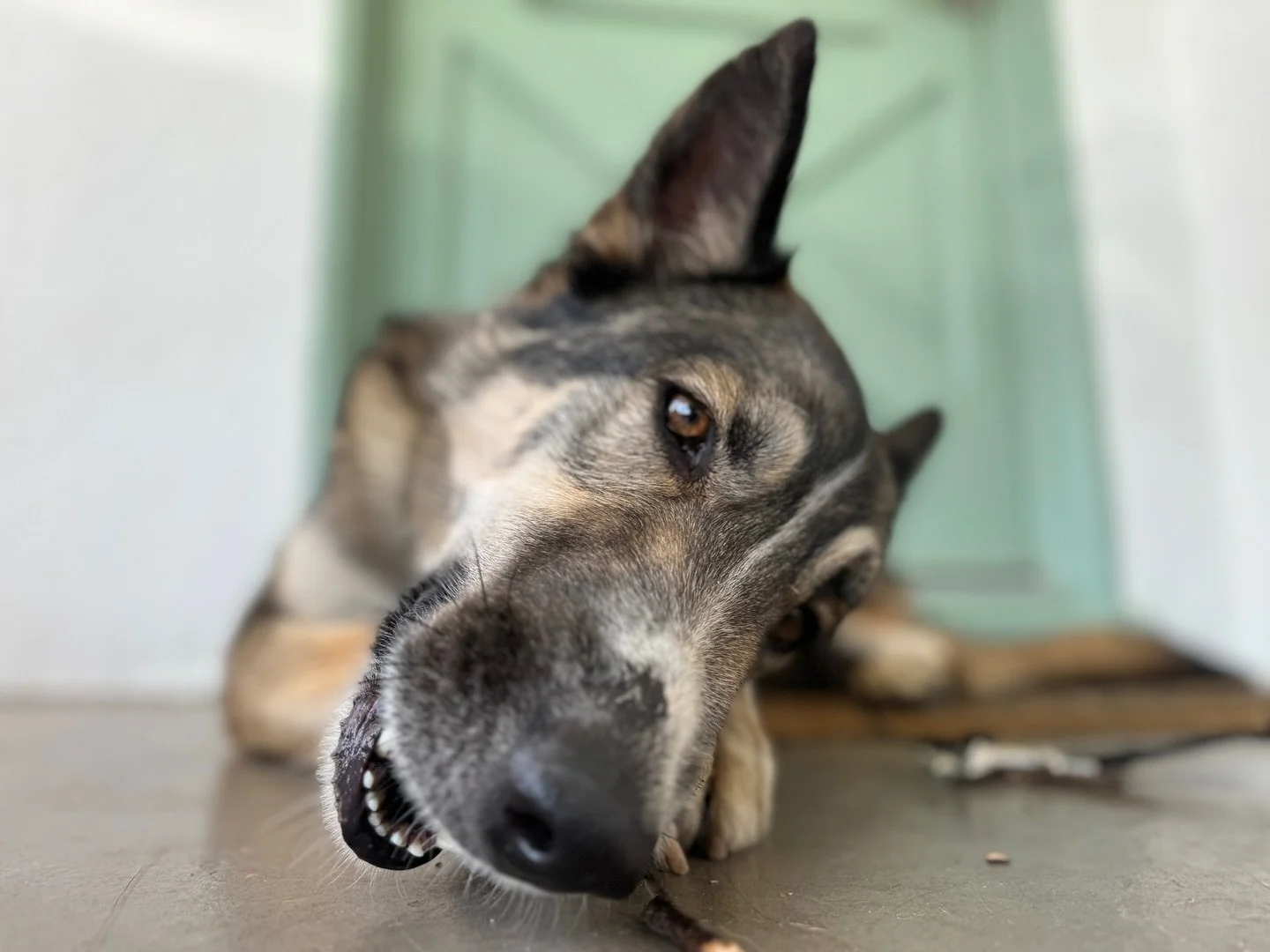 Stick crunchin&rsquo;

.
.
.
#dogwalking #dogwalker #dogwalkersofla #dogwalkersofinstagram #dogboarding #structuredwalk #packwalking #packwalk #pawsitivevibes #doglover #balanceddogs #onleashwalks #morethanadogwalker #notjustadogwalker #dogwalkersofi