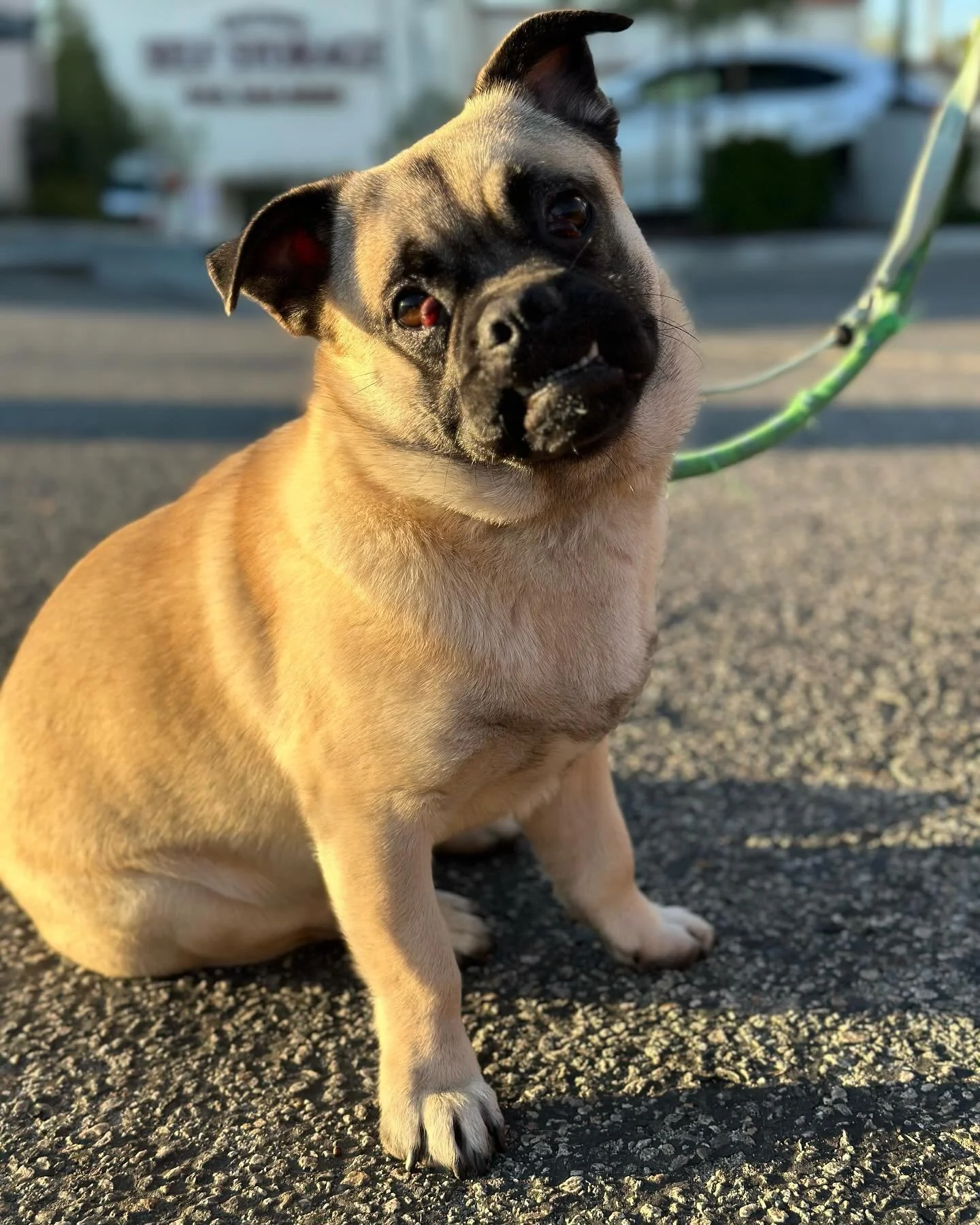 BUDDY is here for a weekend board. This little dude is also looking for a new home. Due to unforeseen circumstances his owner needs a new home for him. He&rsquo;s roughly 10 months old. He is still intact. If you know anyone looking to add this littl