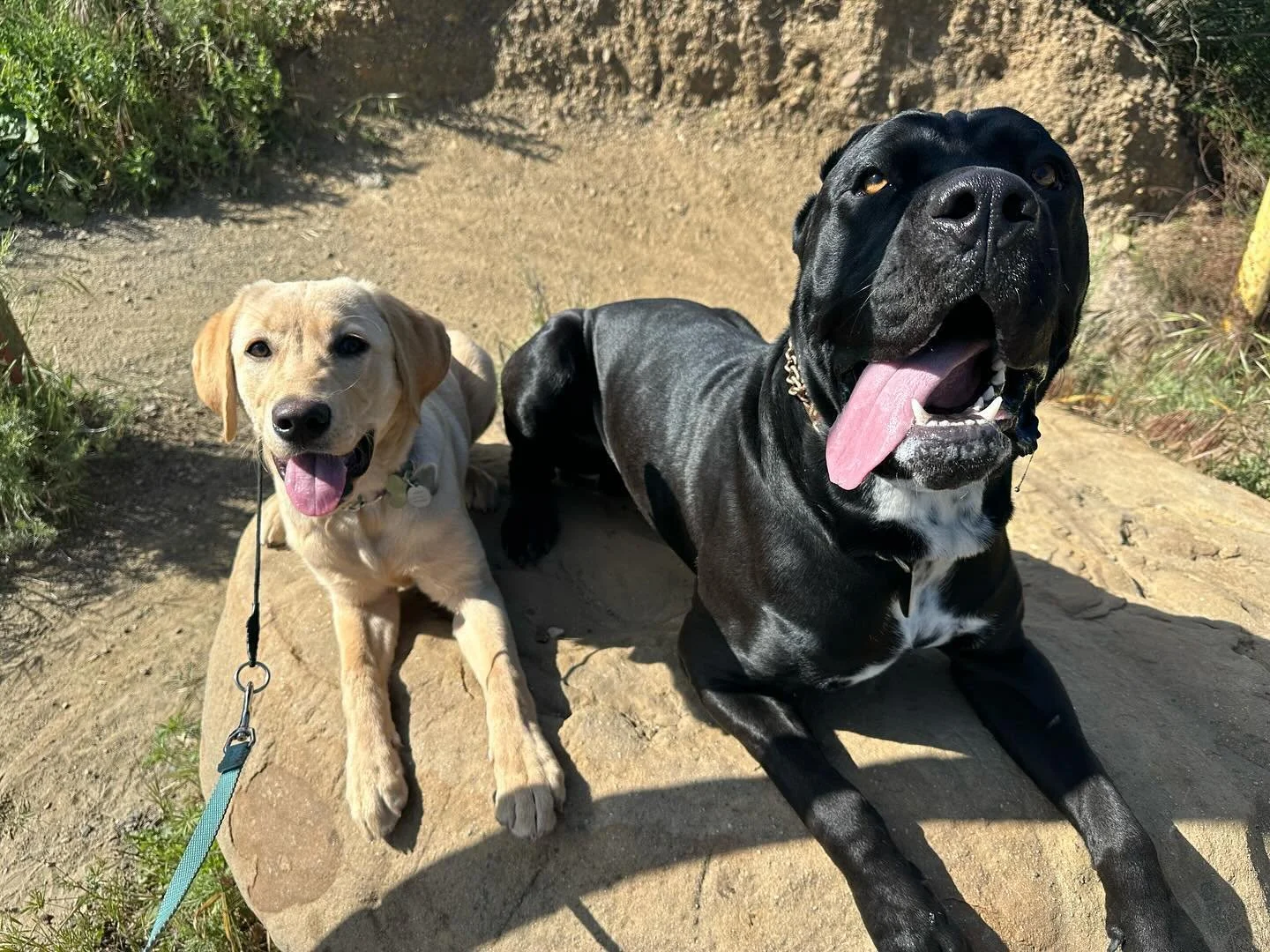 Biggie and smalls 😂
Gracie &amp; Rocco on a trail

#pawsitivevibesk9 #pvk9 #pvk9rocco #pvk9gracie #packhike #losangeles #adventuredogs #explore