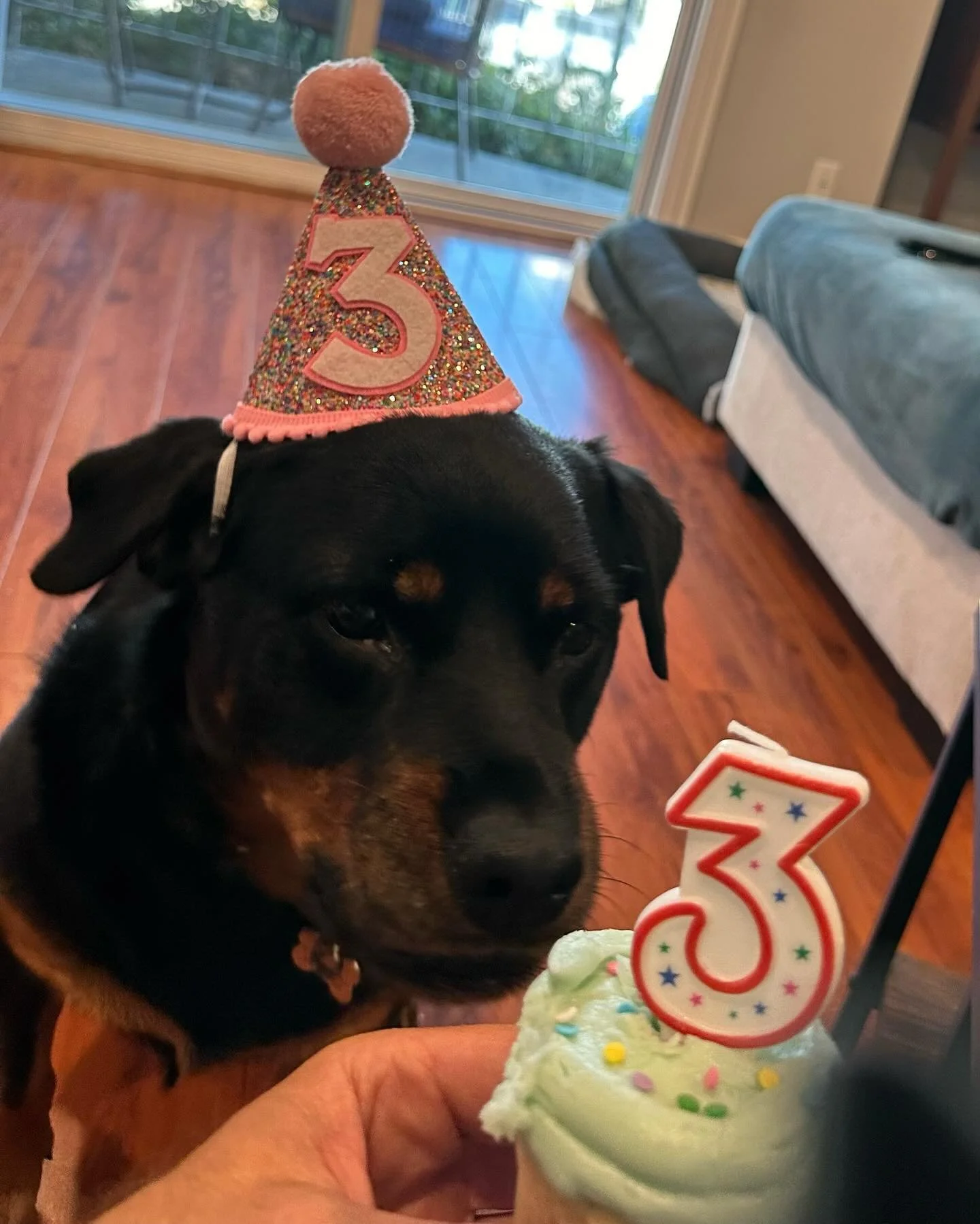Happy 3rd birthday Daisy aka Monkey 🐒🌼
