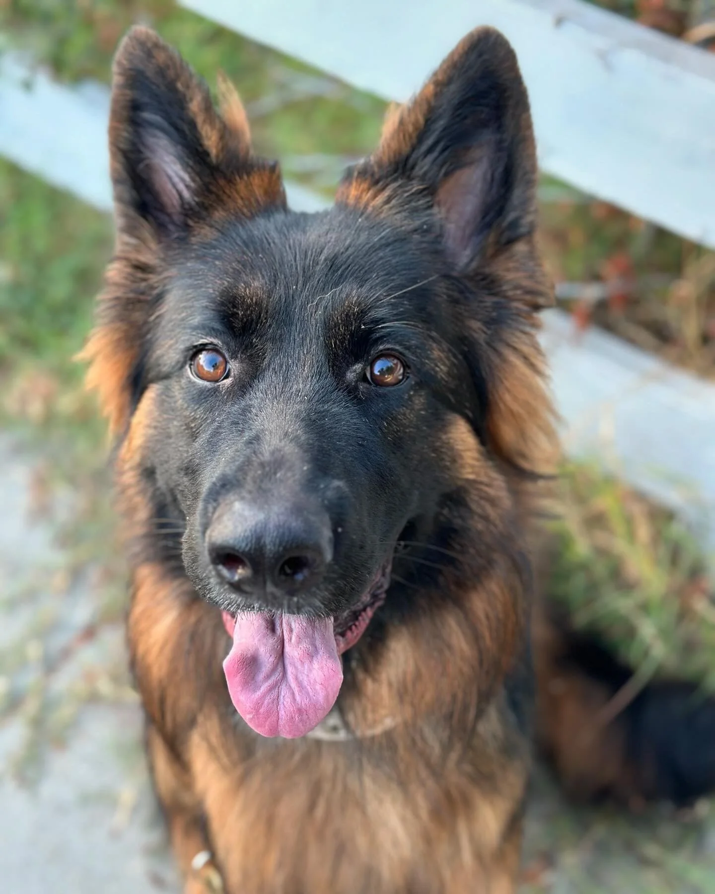 SHEP is here for a 2 week board and train followed by 2-4 week daycare &amp; train to work on her leash reactivity and overall basic obedience 

#pvk9 #dogtraining #dogtrainer #losangeles #germanshepherd #behaviormodification