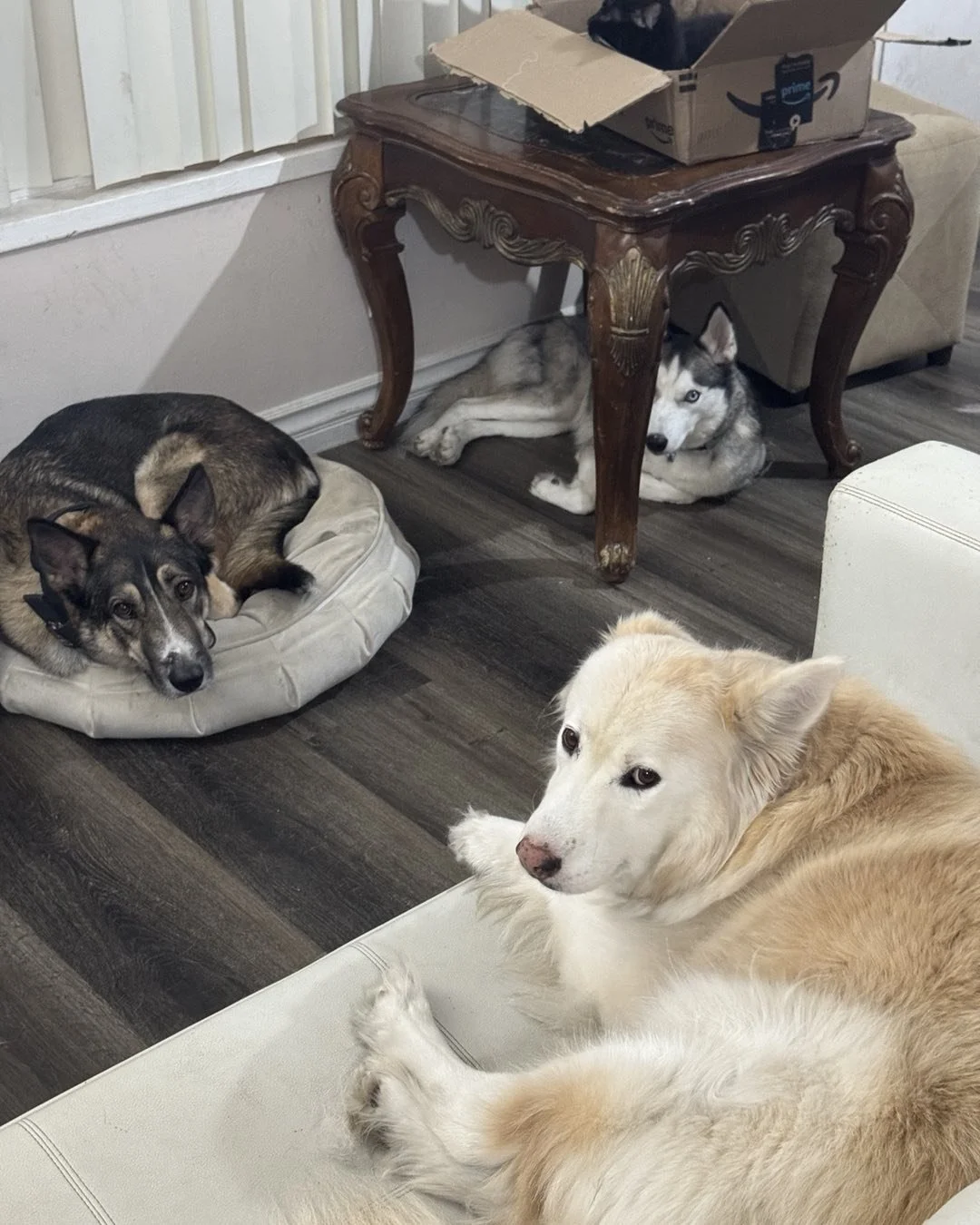 Will and all his friends 🫶
#redeemingcanines #adoptable #shepsky #adoptme #socal