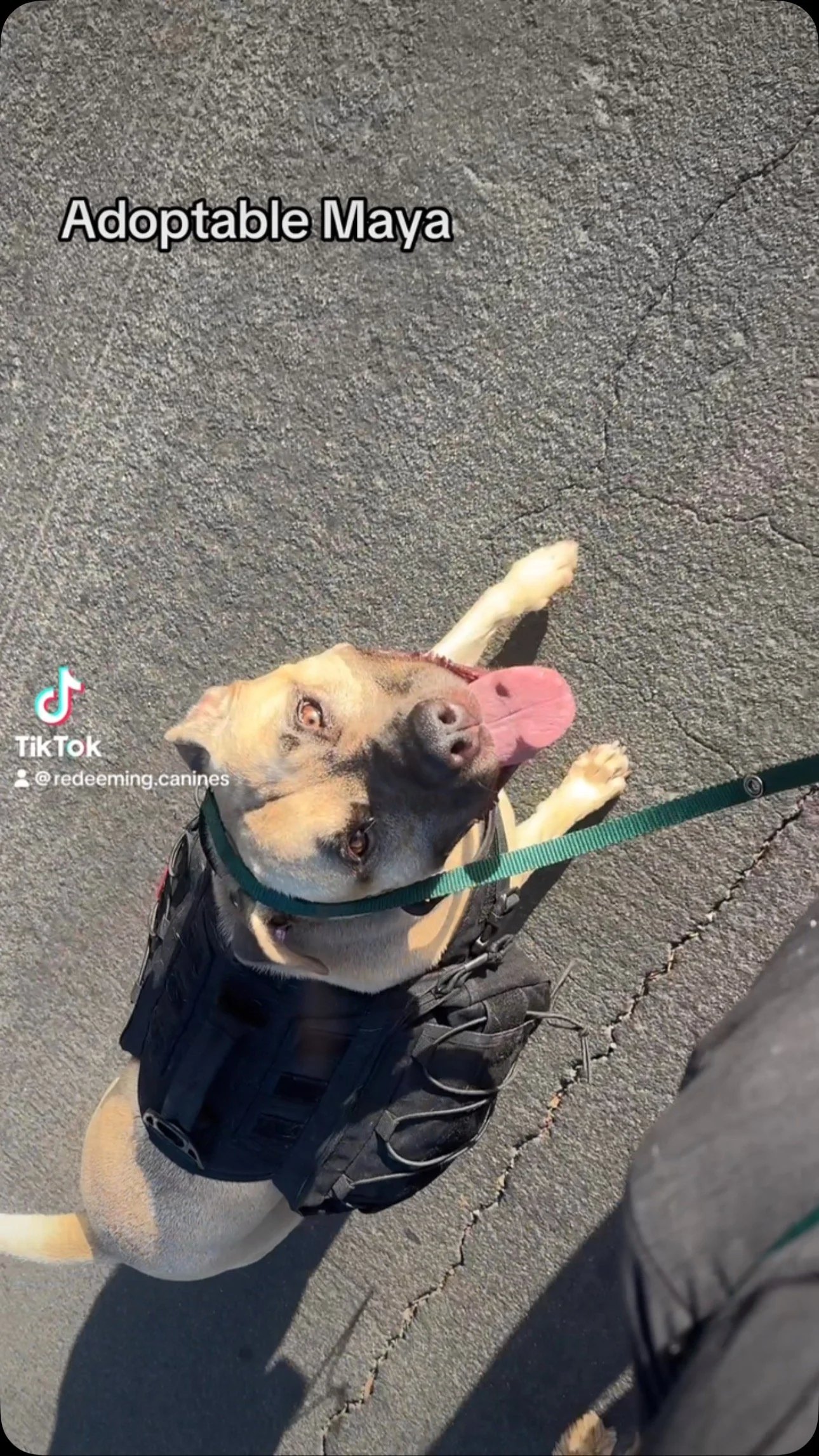 Let’s find Maya girl a home!
#redeemingcaninrs #adoptable #bullybreed #socal