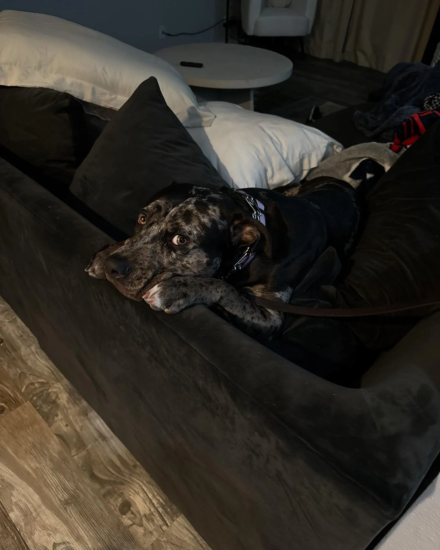 Daisy’s face when her foster mom says “it’s time for bed” 🤣