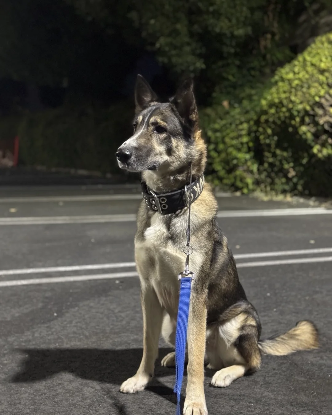 Handsome boy William 💙
#redeemingcanines #adoptable #shepsky #socal