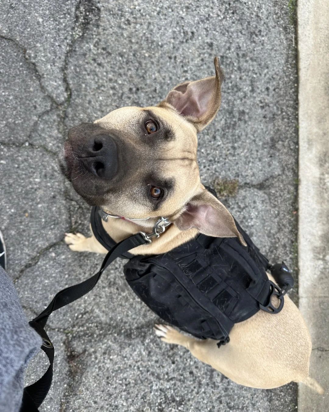 Sweet adoptable Maya 🧡
#redeemingcanines #bullybreed #adoptable #socal