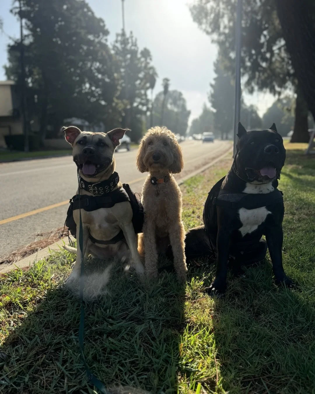 Adoptable Maya and some friends
#redeemingcanines #bullybreed #socal #adoptme #adoptable