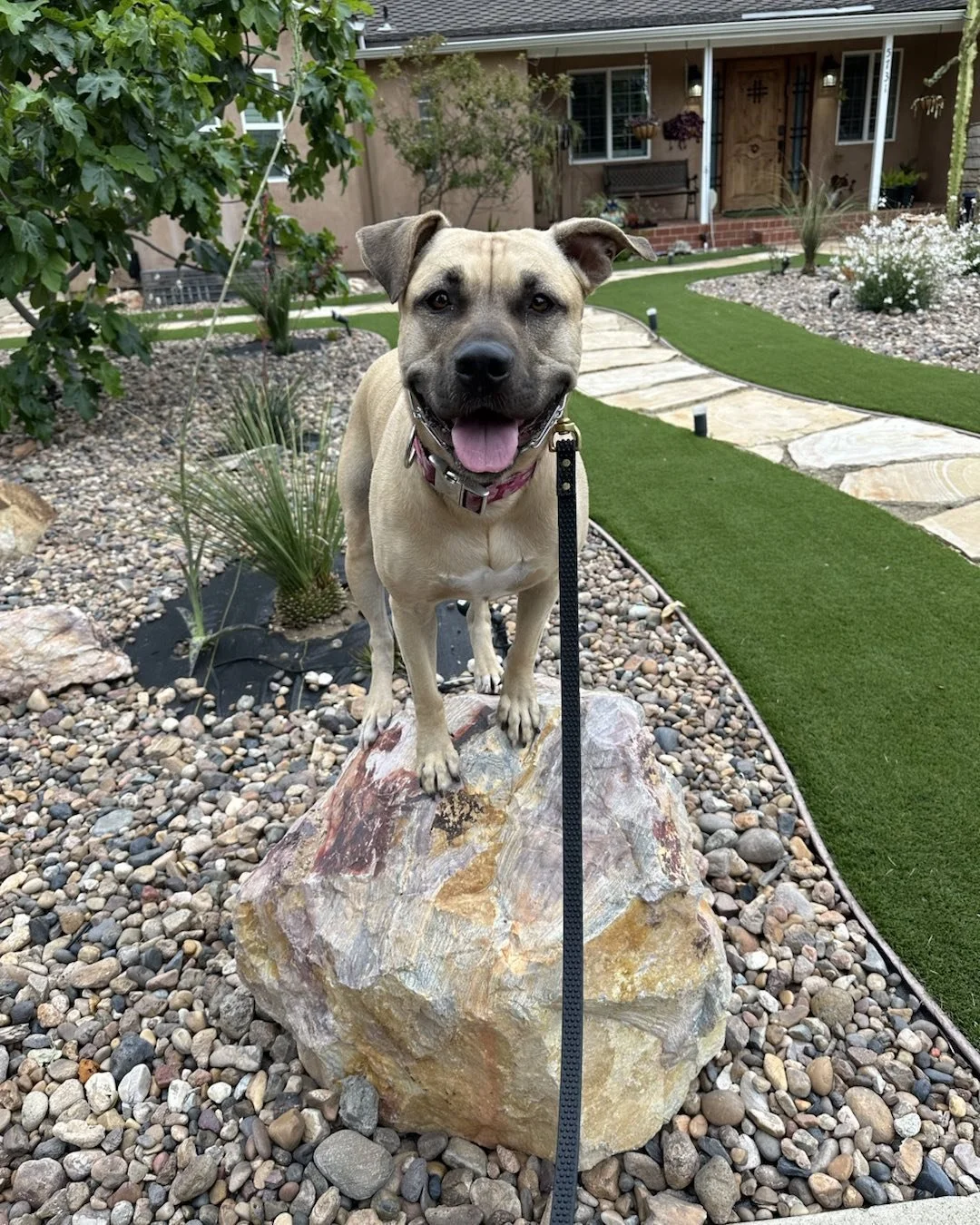 Good morning from Maya!
#redeemingcanines #socal #adoptable #bullybreed #adoptme