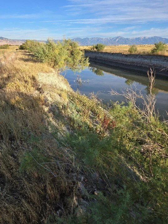 Tamarisk Trees.jpg