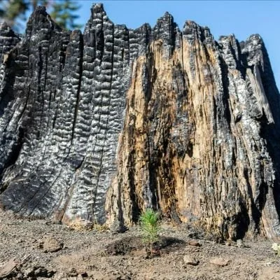 Forests of the Future