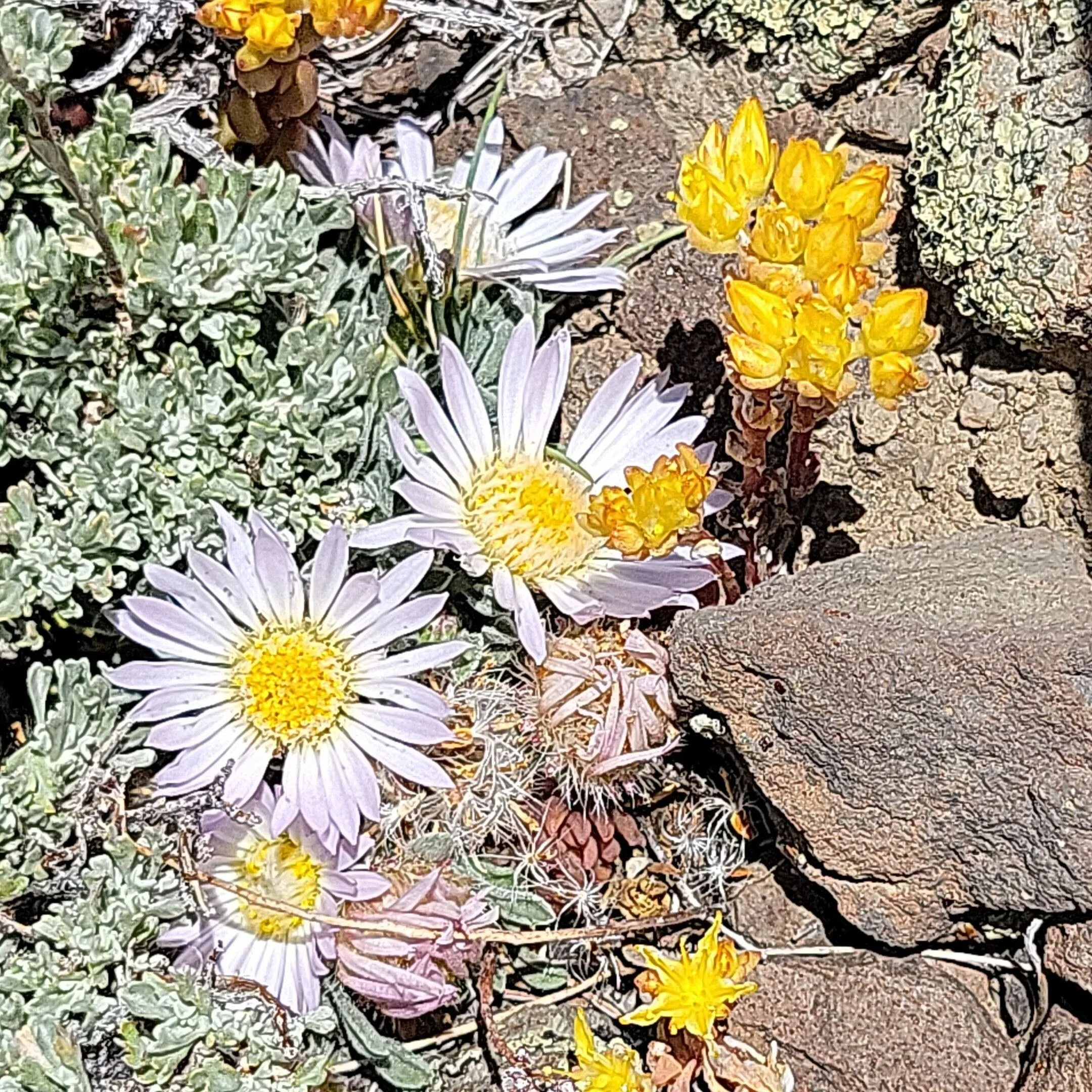 The High Altitude Miracle: Blossoms of the Subalpine