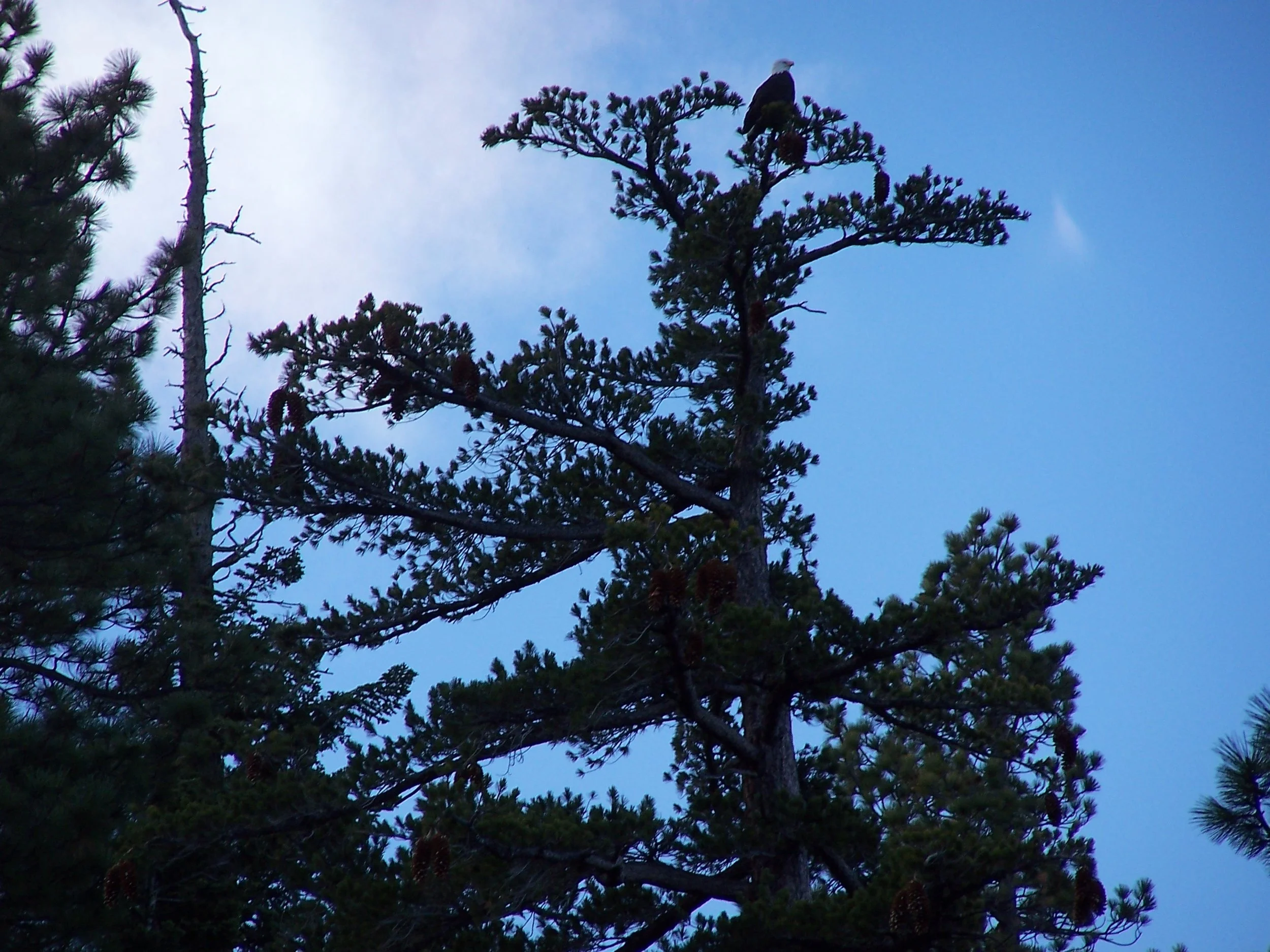EagleonSugarPine.JPG