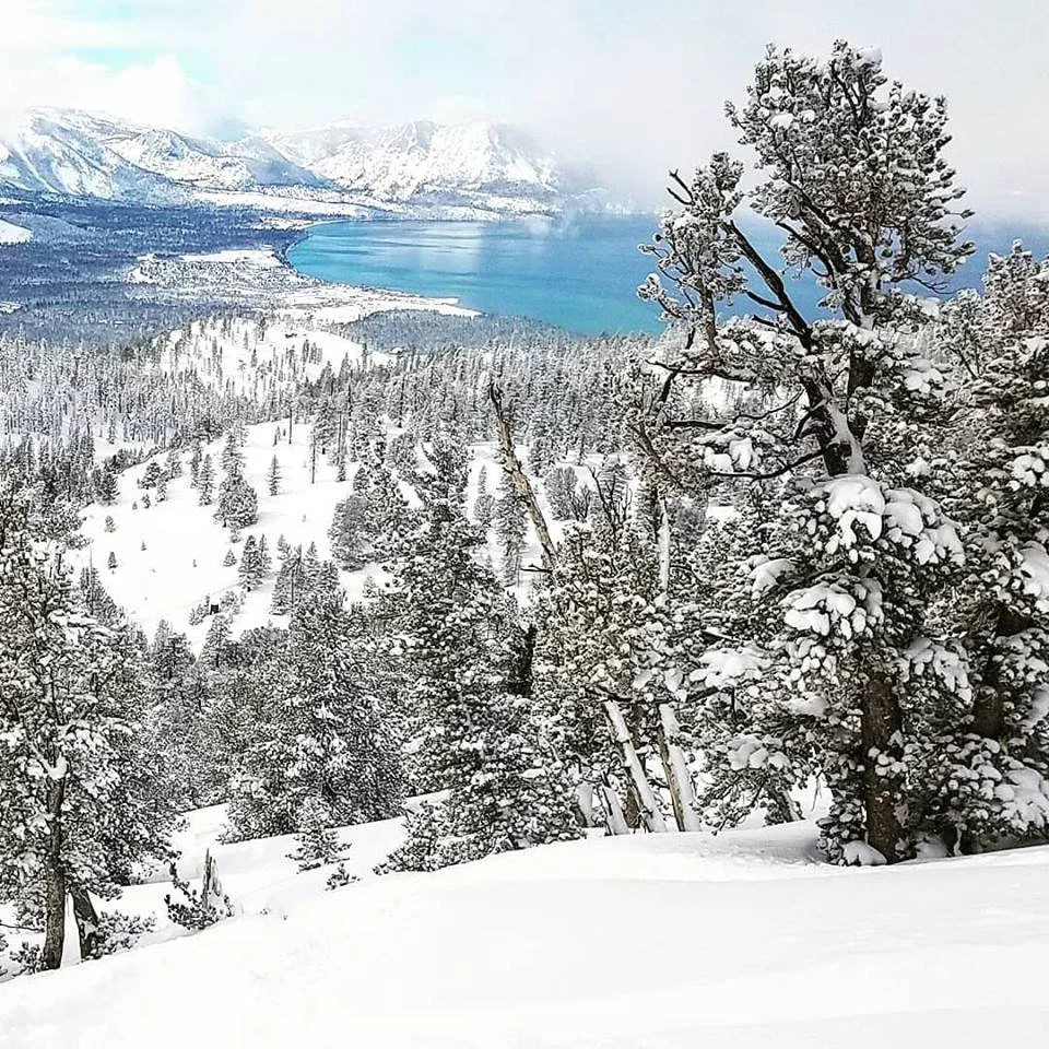 gorgeous winter whitebarks over tahoe.jpg