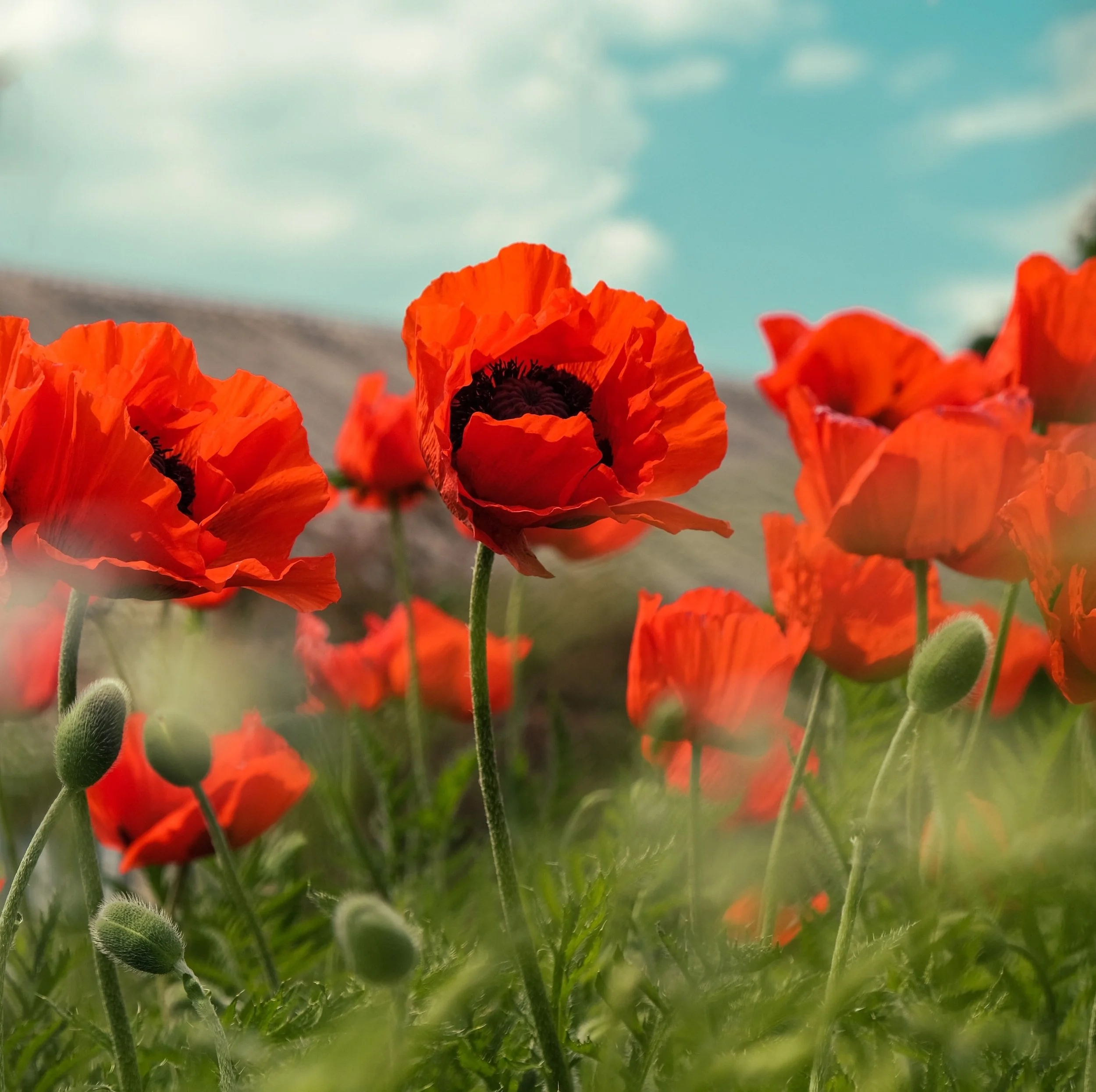 Speech for Veteran's Week