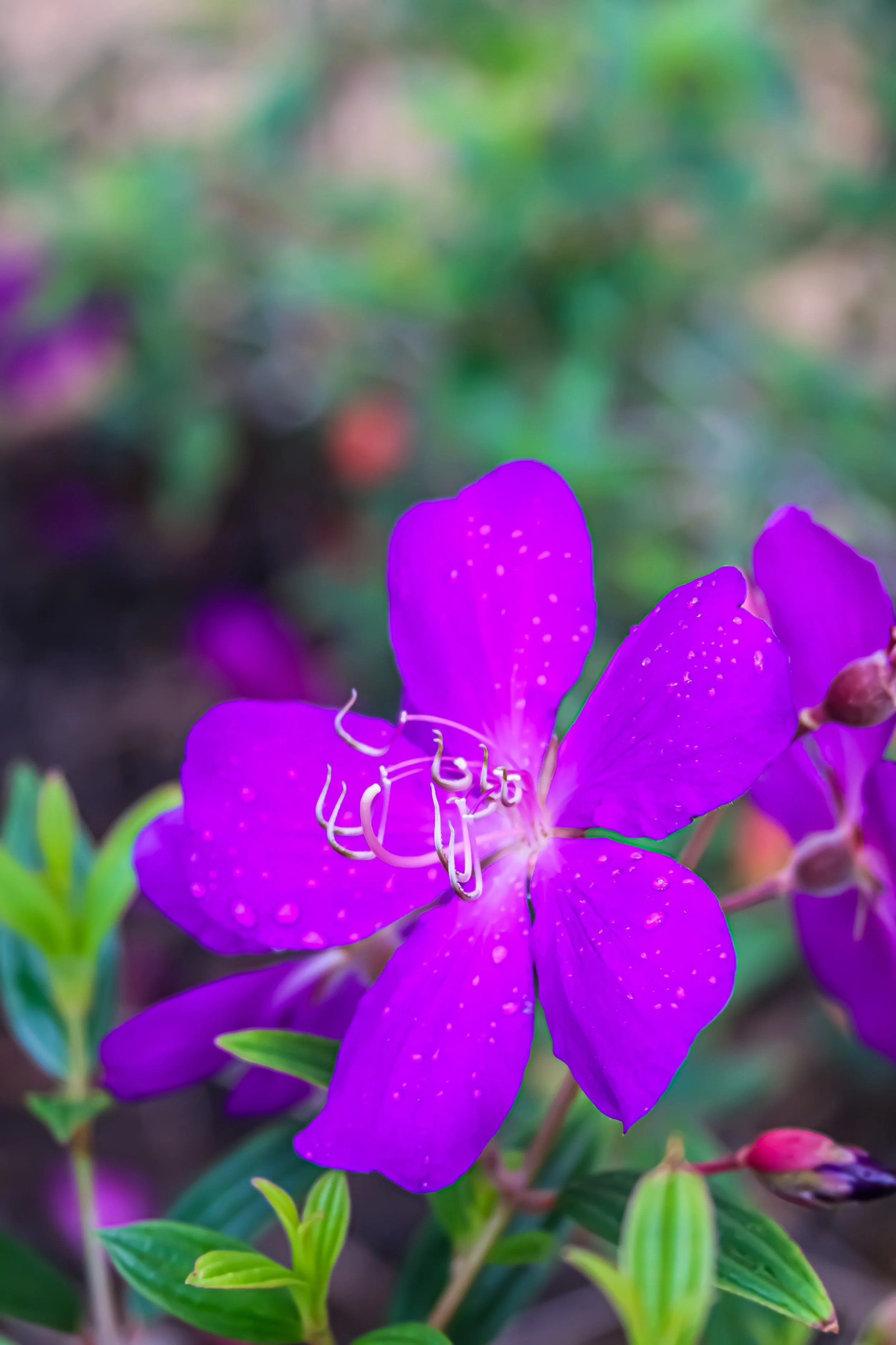 IMG_6681.jpg