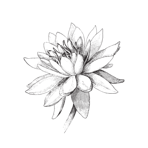 What Is Herbalism?
