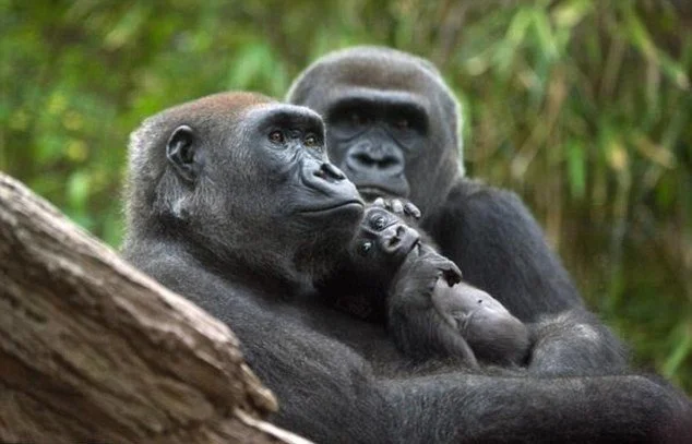 Bronx Zoo