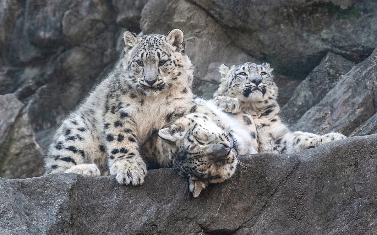 Bronx Zoo - Columbus Day/Indigenous People’s Day Weekend 