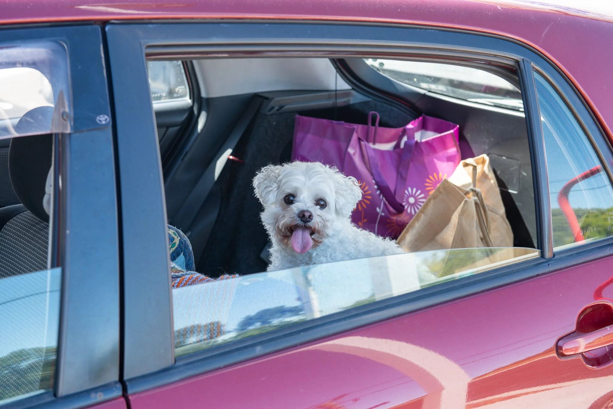 A small white dog with curly fur sitting in the backseat of a maroon car, looking out the window with its tongue out. There are colorful shopping bags behind the dog.