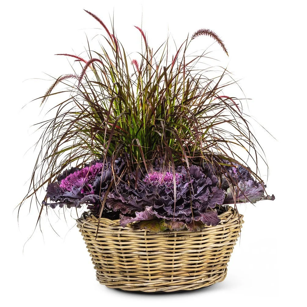 22-DRYPOT-1255+Low+Planter+xLarge-3.jpg