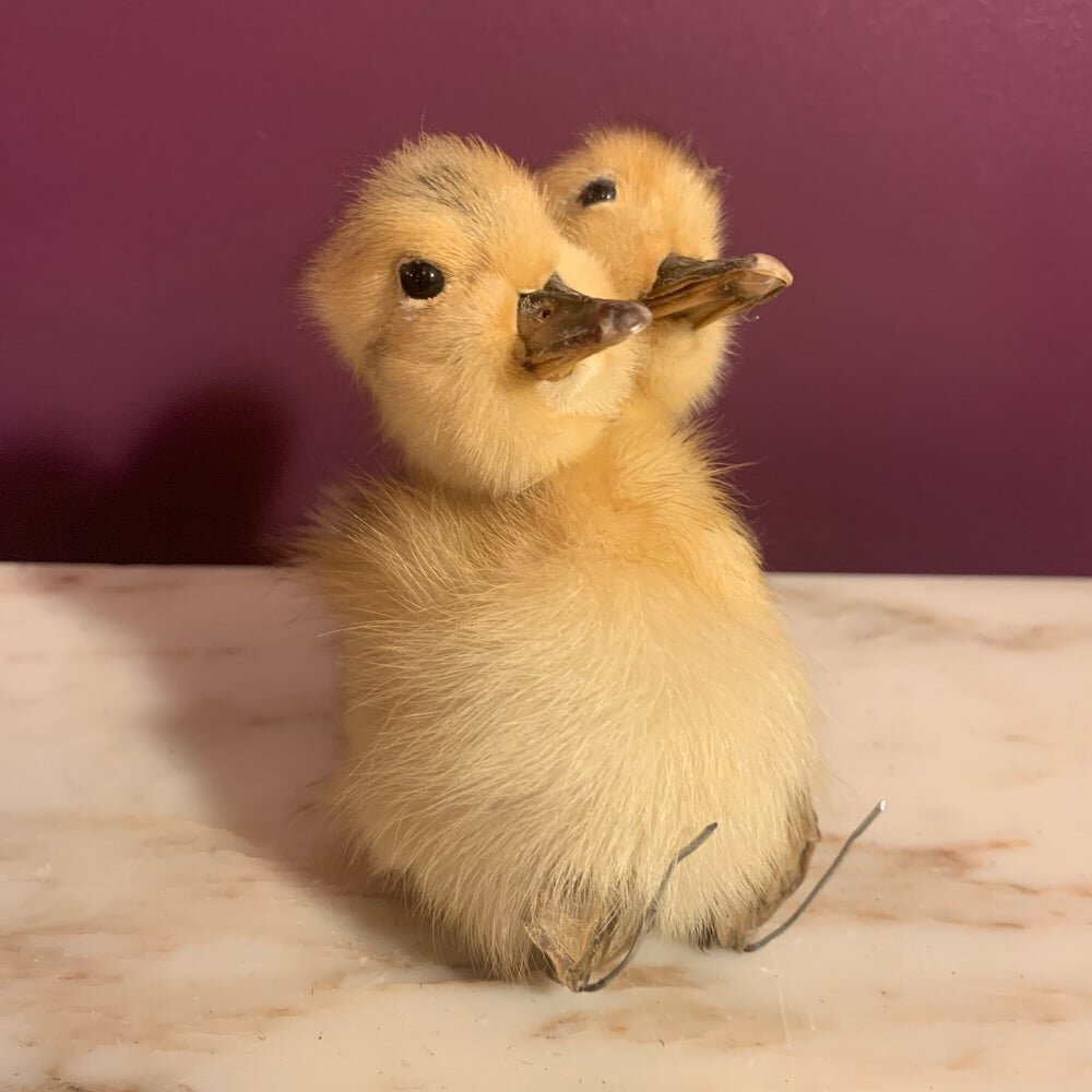 TWO+HEADED+DUCKLING.jpeg
