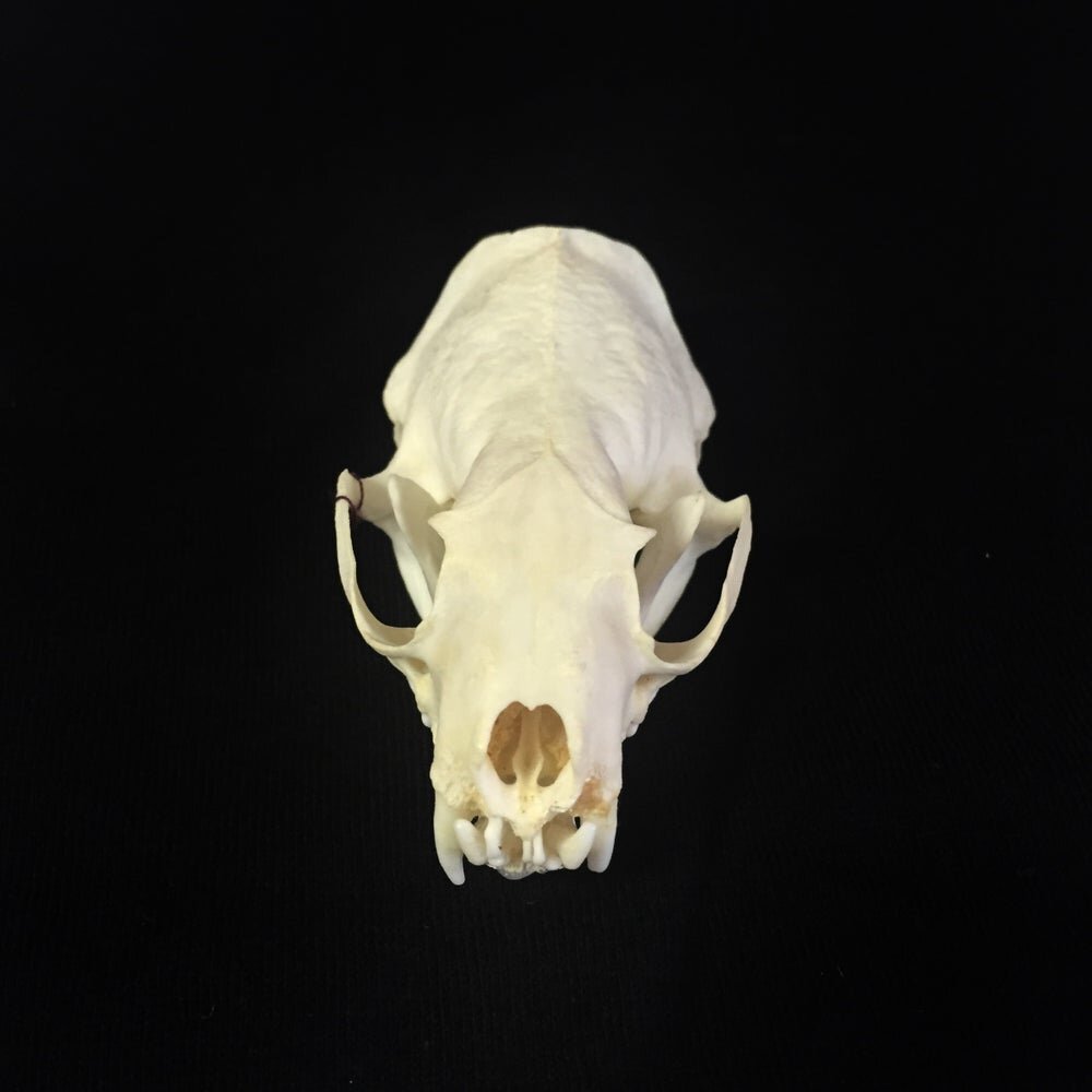 MINK+SKULL2.jpeg