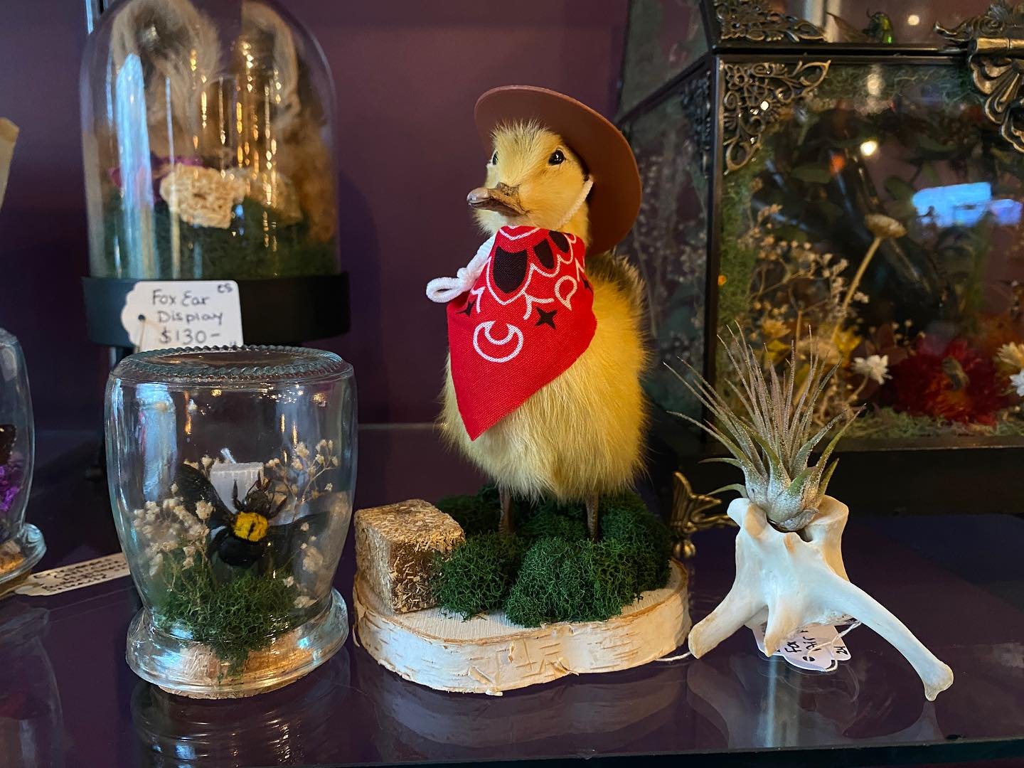 HOWDY! Check out these cute pieces from @eriescapes 🤠 From left to right: 
1.) Bumblebee Jar 🐝
2.) Cowboy Duckling 🐤🤠
3.) Fox Vertebrae Air Plant 🦊🌱
Here today until 5pm ✨
.
.
.
.
#strange #unusual #thestrangeandunusual #oddities #oddity #eries