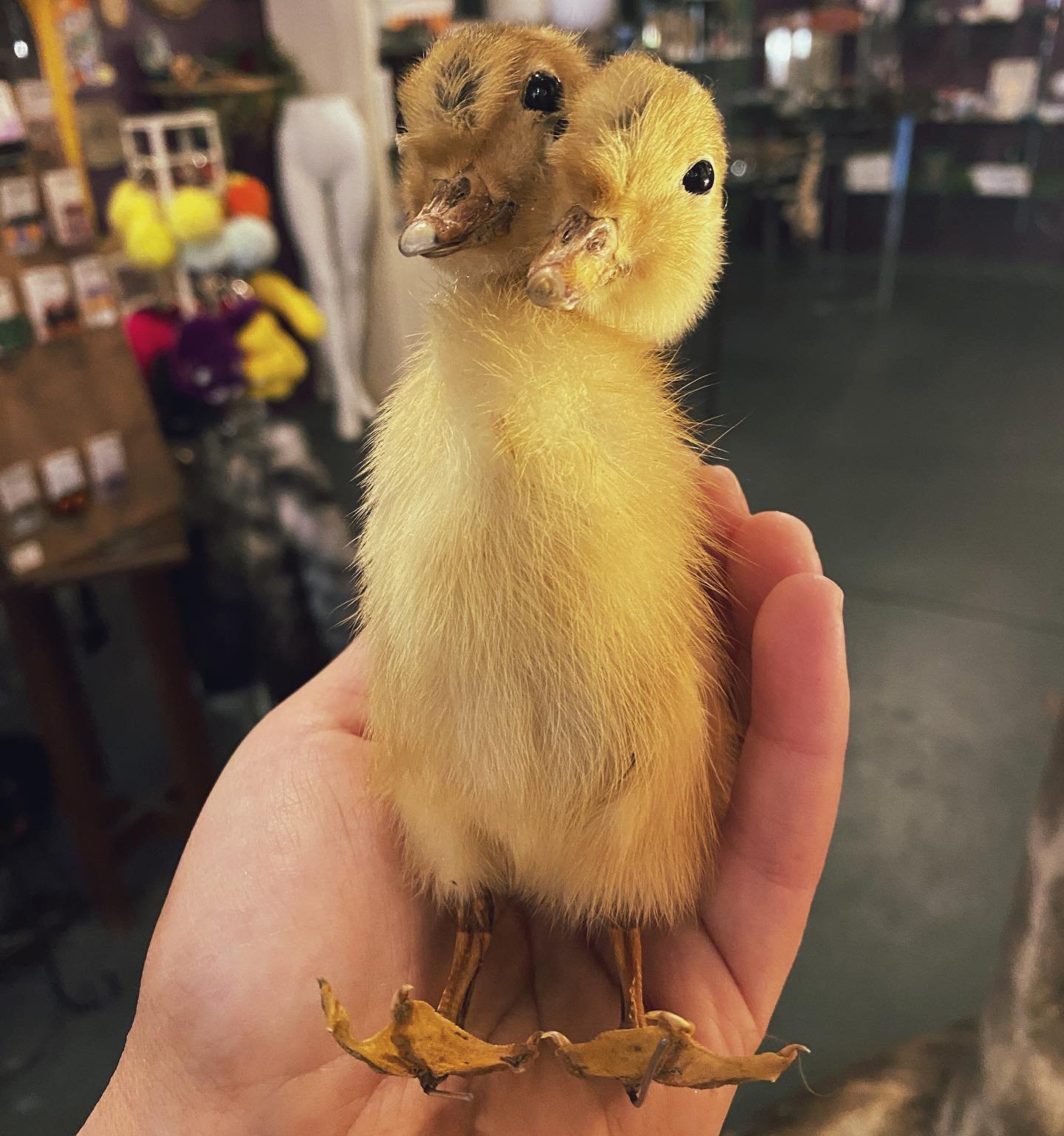 A two-headed bird in the hand is worth four in the bush 🐥🌳 We&rsquo;re open until 6pm today! ✨
.
.
.
.
.
.
.
#strange #unusual #thestrangeandunusual #oddities #oddity #duckling #taxidermy #ducklings #odditiesandcuriosities