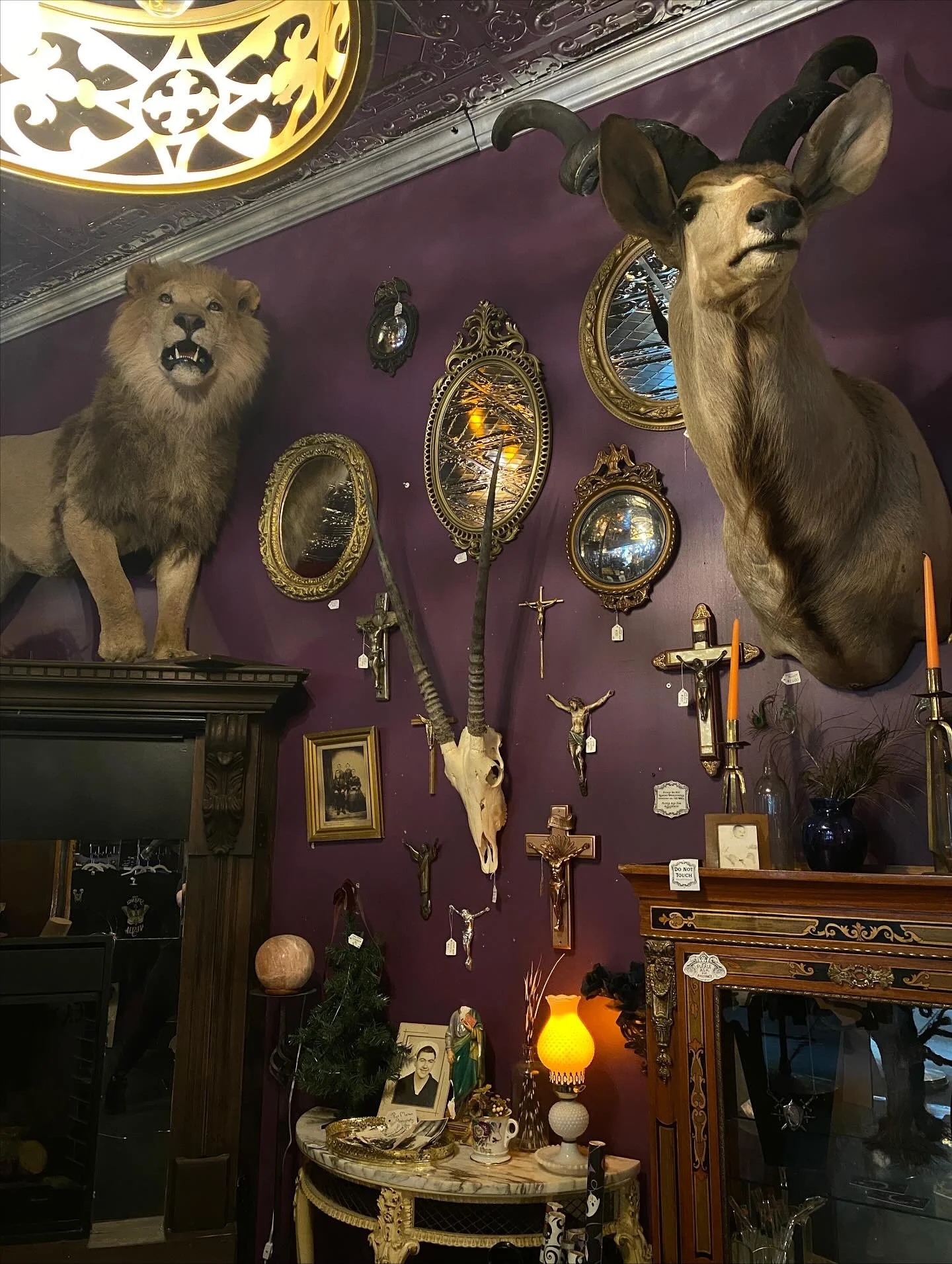 Curiosity in every corner 🪞🦌🦁 
Open until 6pm today ✨
.
.
.
.
.
#strange #unusual #thestrangeandunusual #oddities #oddity #odditiesandcuriosities #odditiesforsale #taxidermy