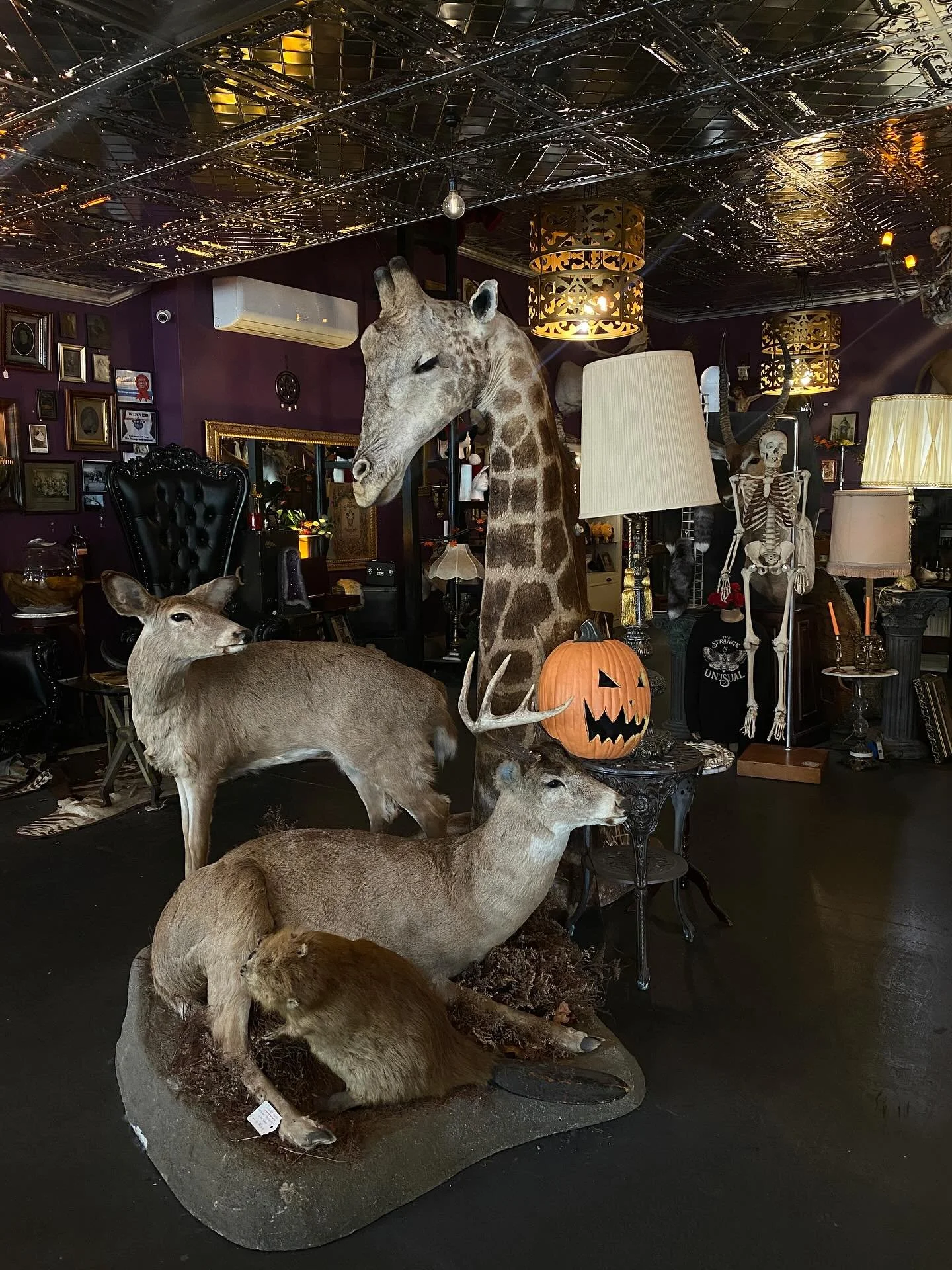 Halloween is never over here 🎃👻🖤 We&rsquo;re open until 6pm today ✨
.
.
.
.
.
#strange #unusual #thestrangeandunusual #oddities #halloween #halloweenforever #halloweendecor #spooky #spookyszn🎃👻