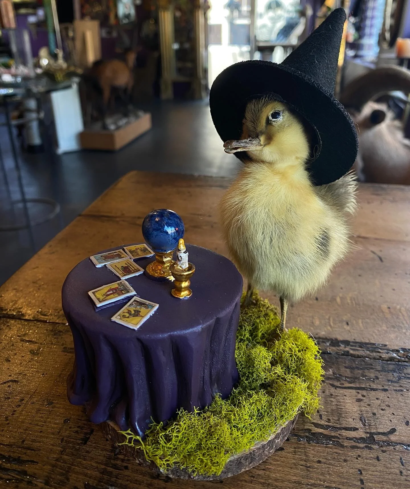 🔮 We see a trip to The Strange &amp; Unusual in your future 🔮 We&rsquo;re open until 6pm ✨.
.
Taxidermy Duck by: @eriescapes 🐥
.
.
.
#strange #unusual #thestrangeandunusual #oddities #oddity #taxidermy #duck #duckling #eriescapes