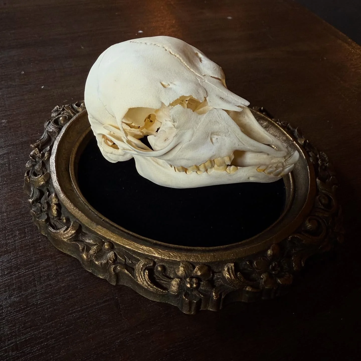 Can you identify this animal skull 🔎 

We are OPEN 12-5pm today! ✨