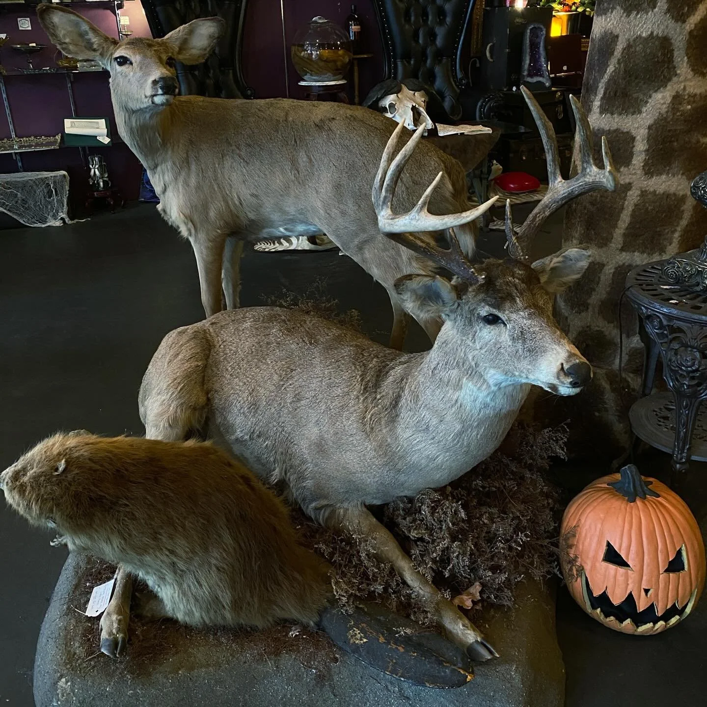 ✨I&rsquo;d never given much thought to how I would die. But dying in place of someone I love, seems like a good way to go. ✨

This doe &amp; buck taxidermy mount gives us major Twilight vibes 🦌🧛🏻&zwj;♂️ We&rsquo;re open til 6 today! 
.
.
.
.
.
#st