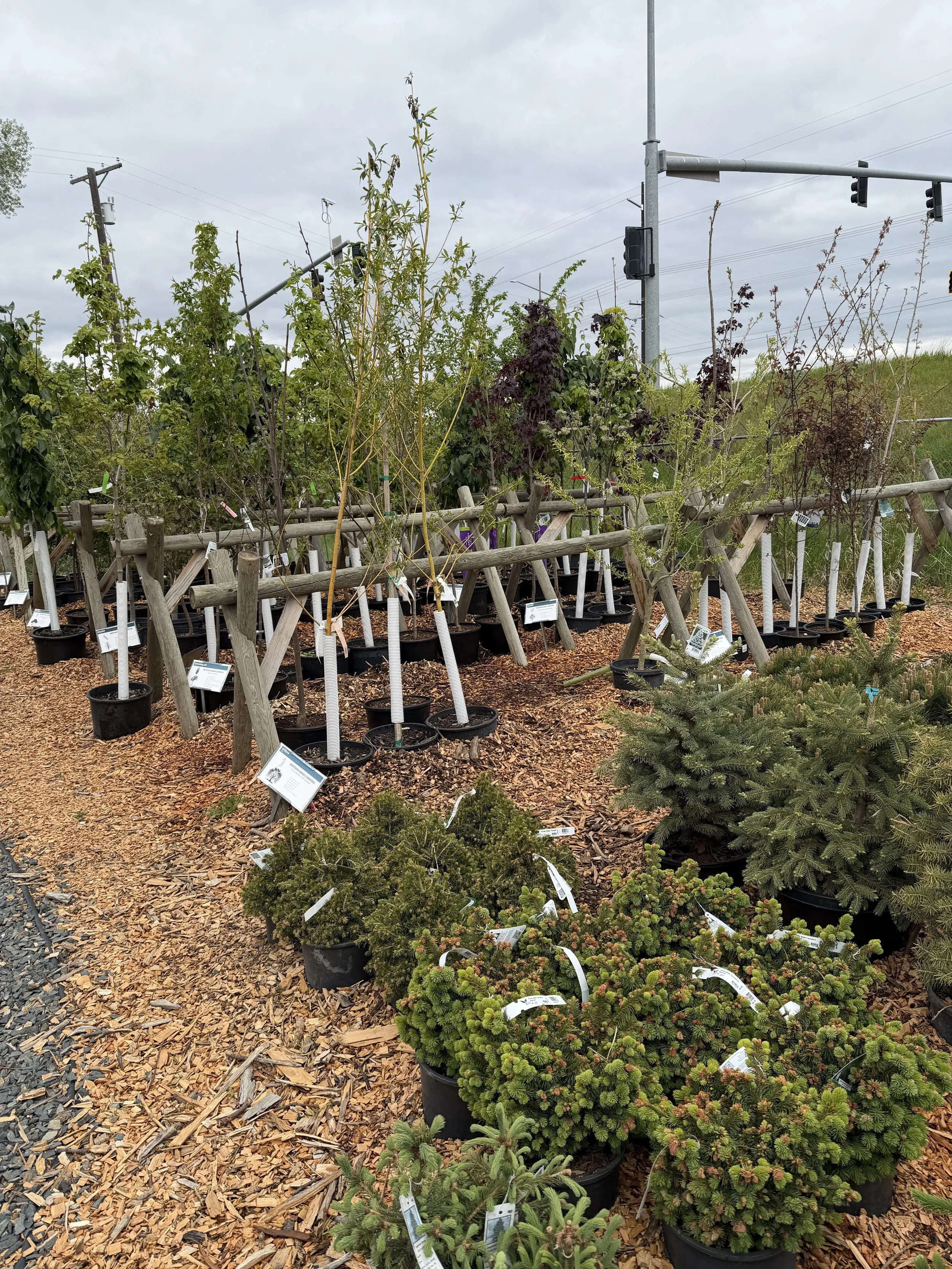Photo of Evergreen & Deciduous Trees in Pots