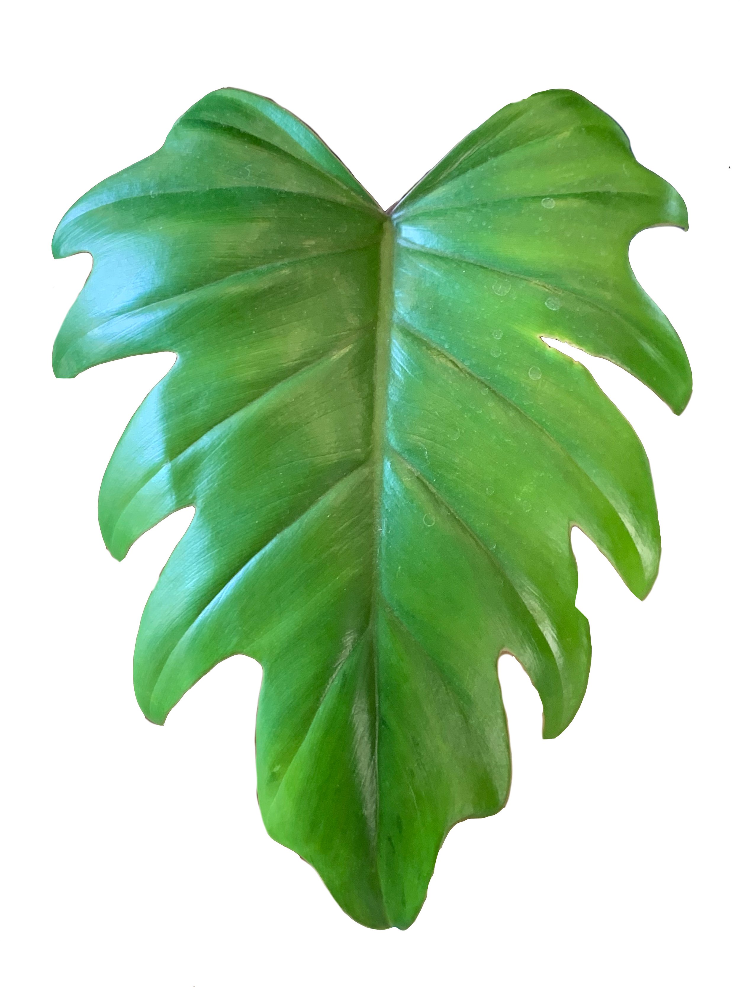 Class: Way to Grow! (Houseplant Basics)